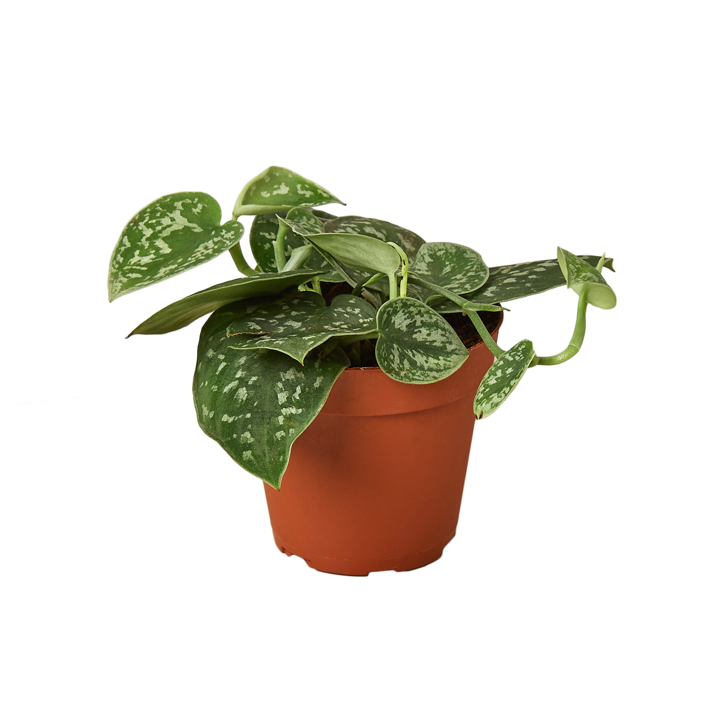 4 inch pot