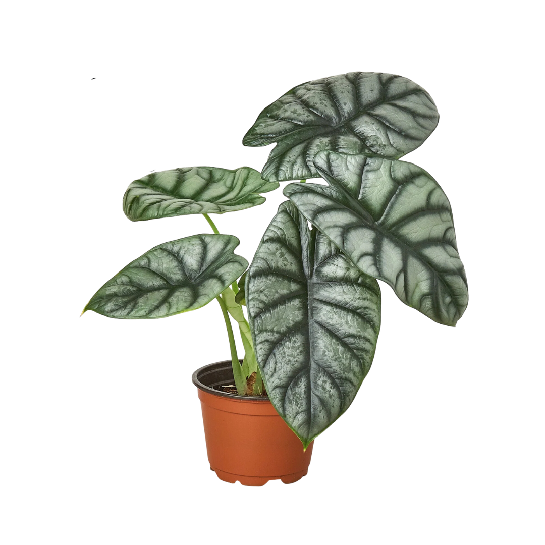 Alocasia Silver Dragon