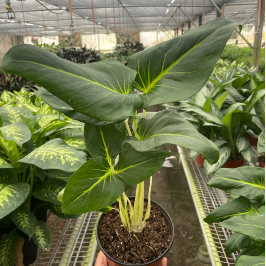 Homalomena 'Lindenii'