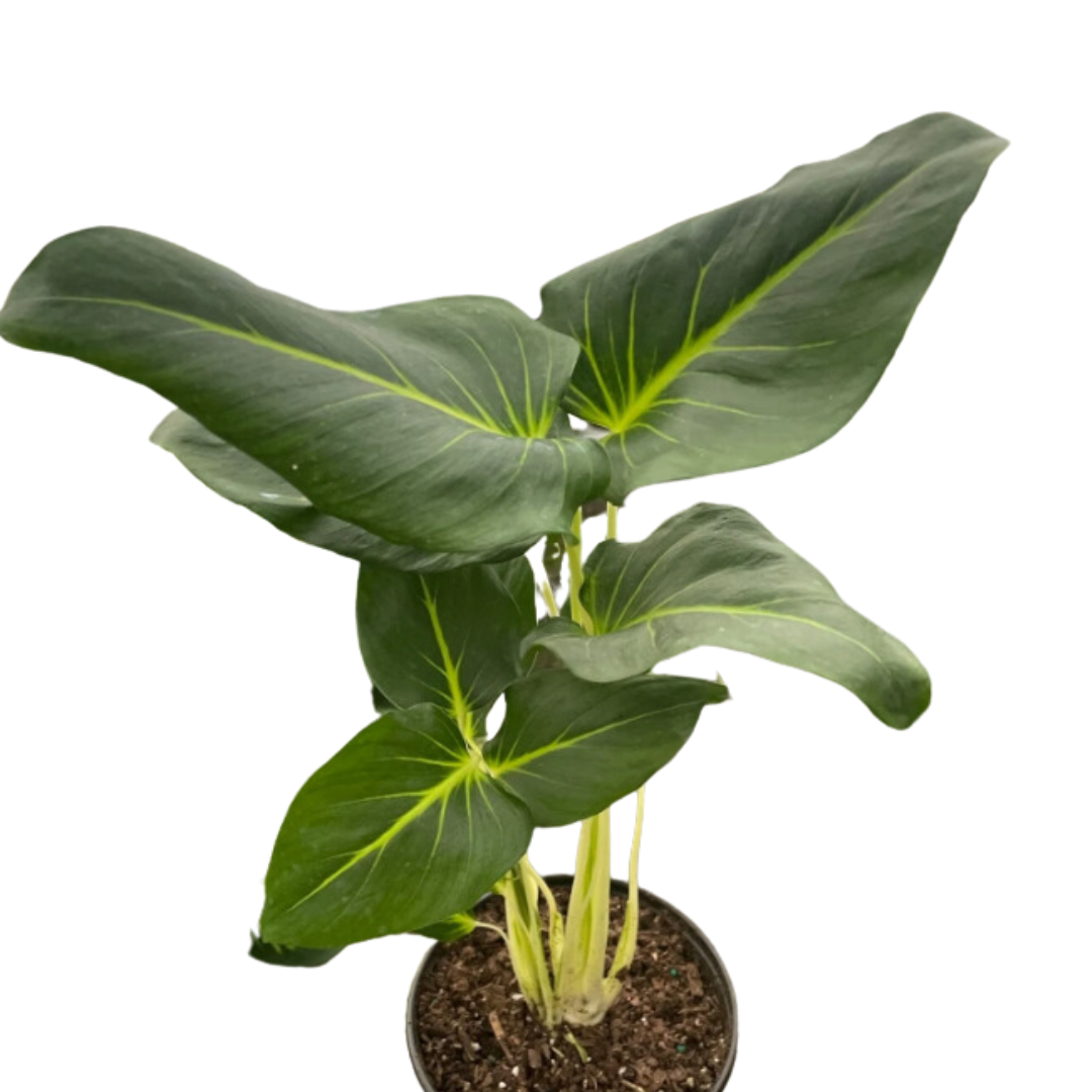 Homalomena 'Lindenii'