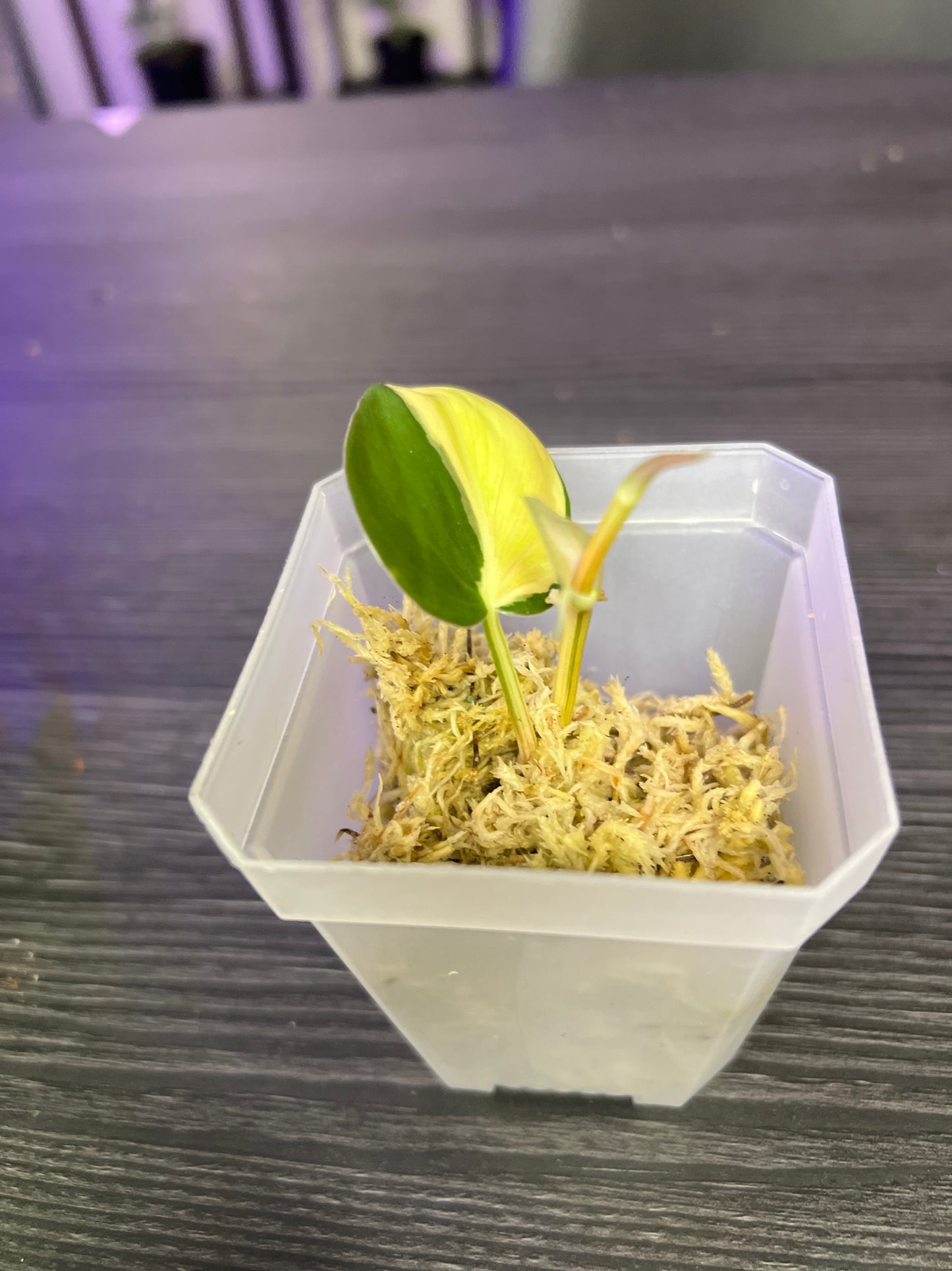 Philodendron Cream Splash Cutting