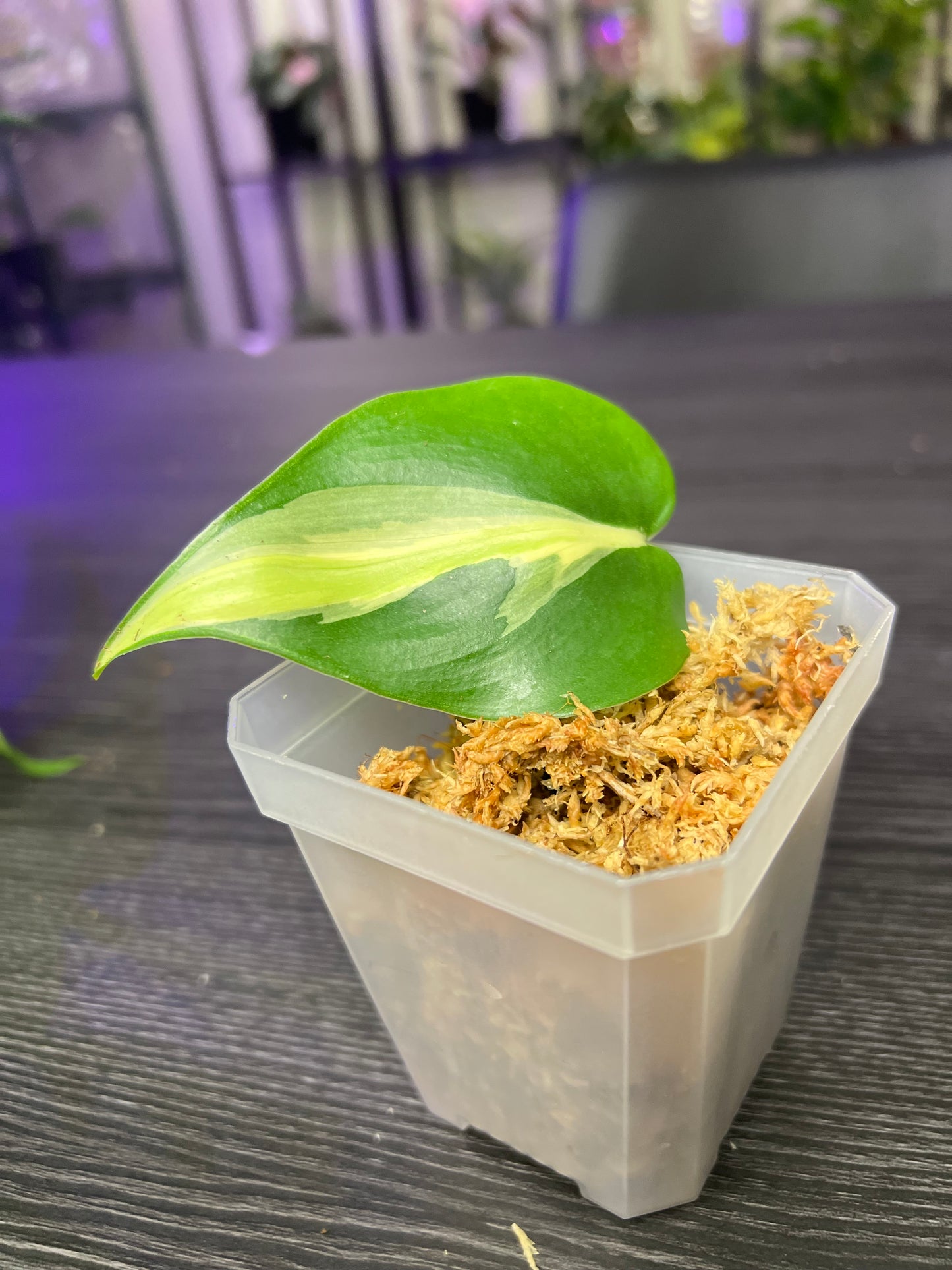 Philodendron Cream Splash Cutting