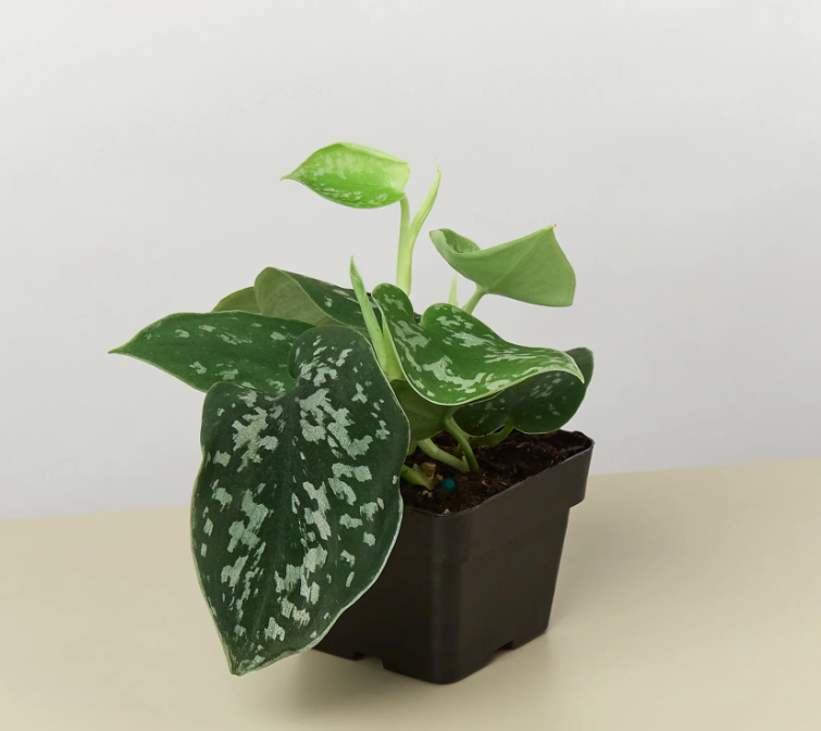Pothos 'Satin'