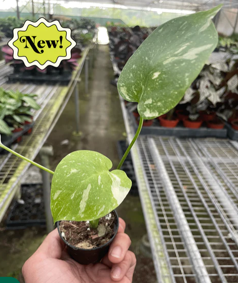 Monstera 'Thai Constellation' (growers choice)