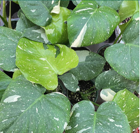 Monstera 'Thai Constellation' (growers choice)