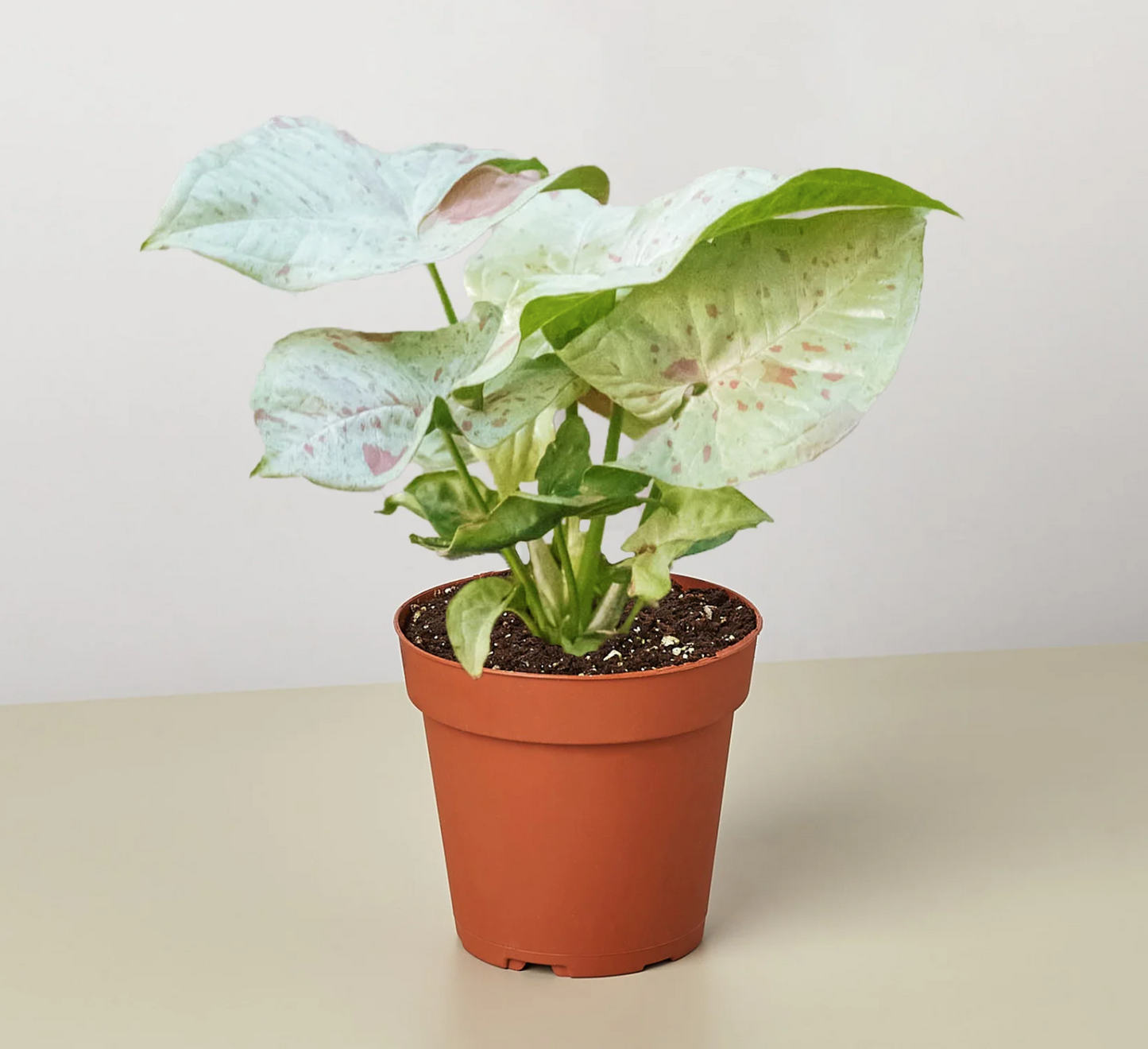 Syngonium 'Milk Confetti' - One Beleaf Away Plant Studio