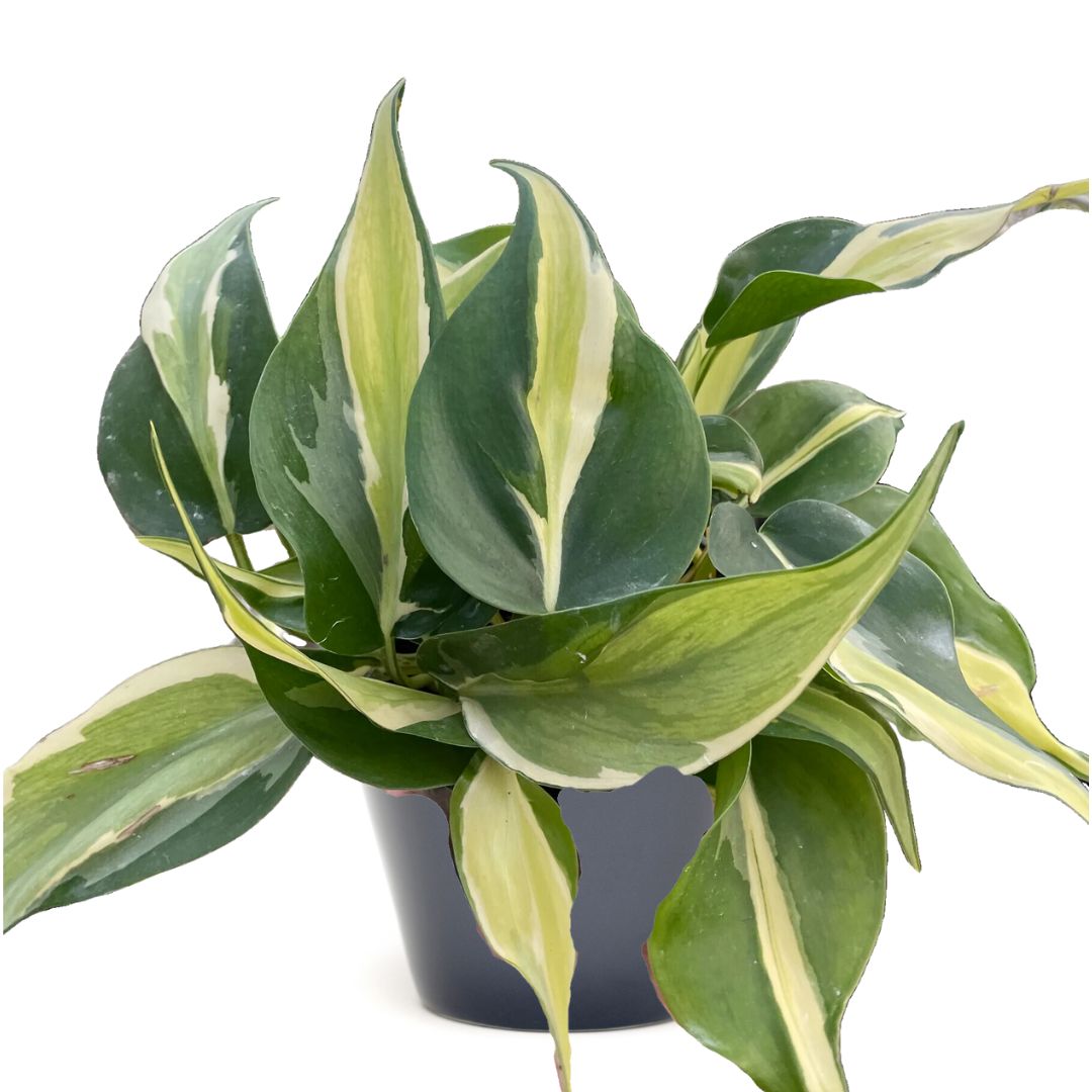 Philodendron 'Silver Stripe'