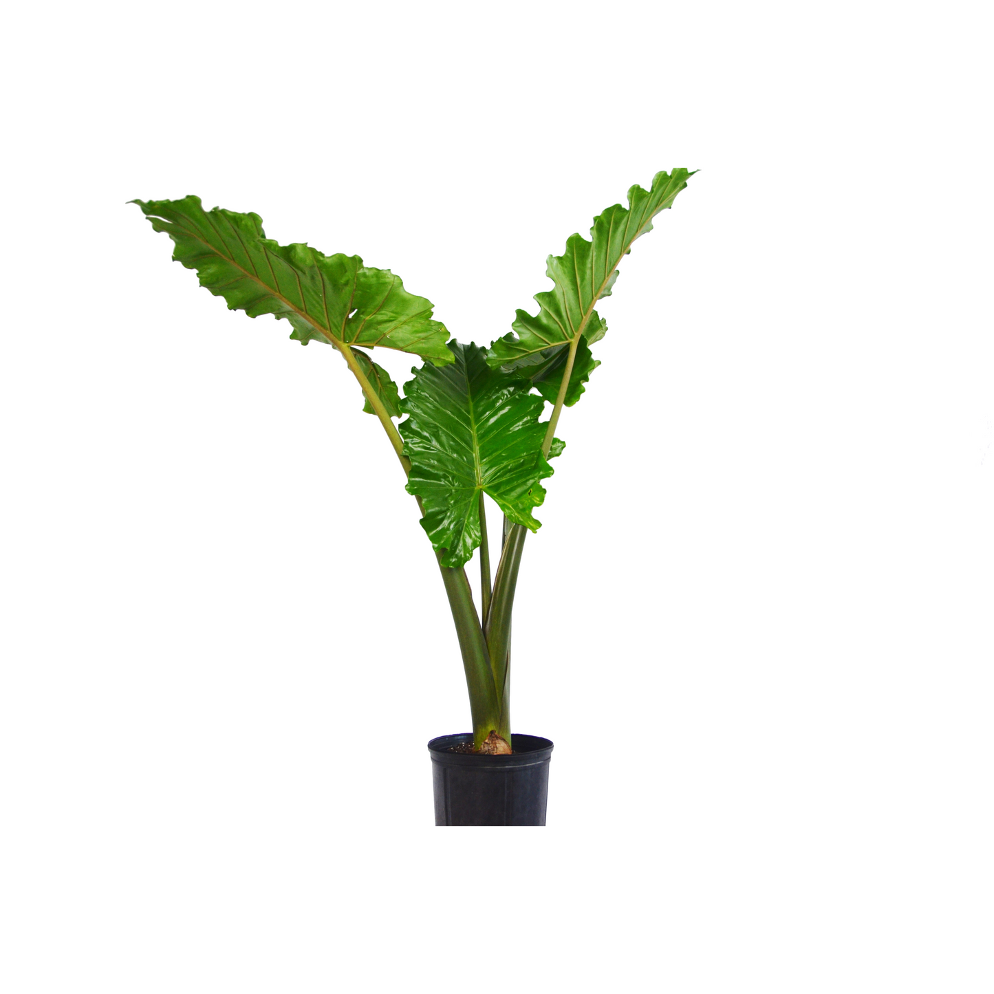 Alocasia Portora 'Elephant Ear' 3-4 ft Tall