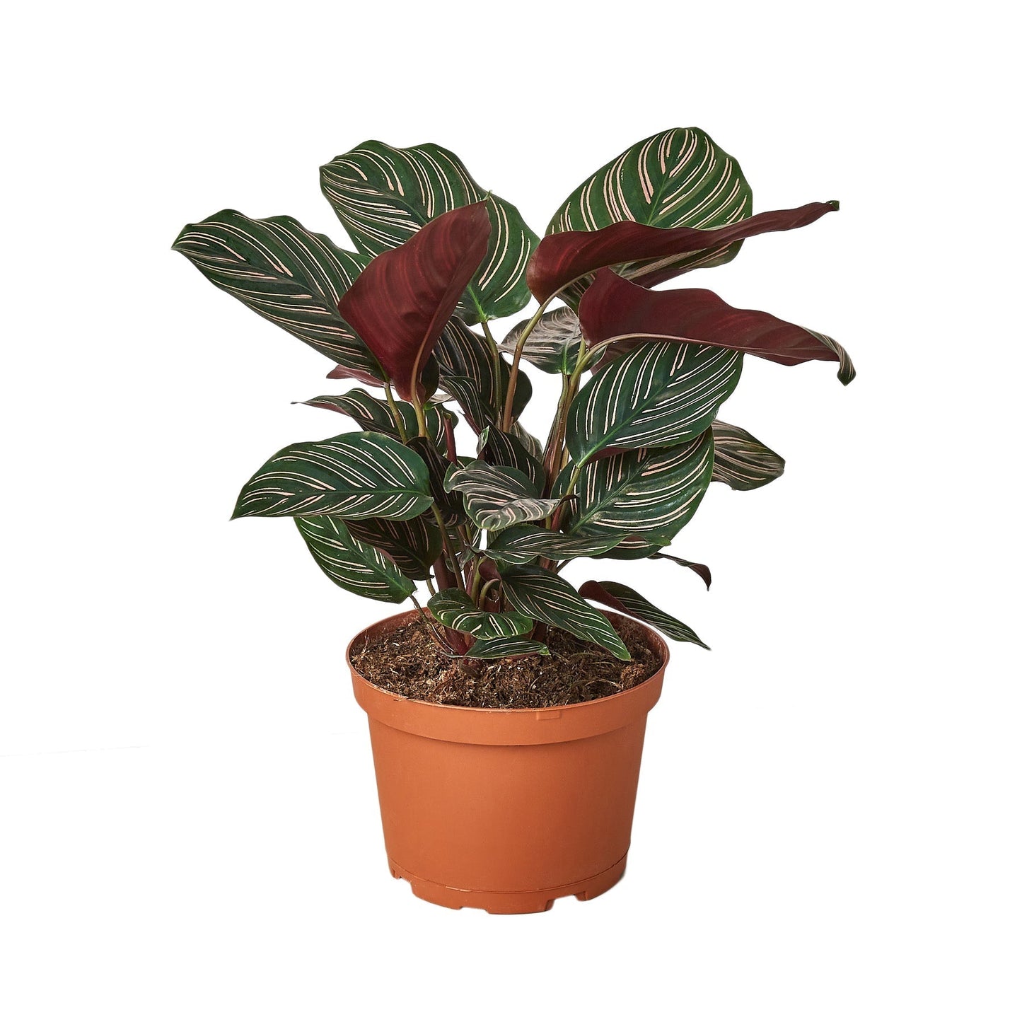 Calathea 'Ornata' - 6" Pot - NURSERY POT ONLY - One Beleaf Away Plant Studio