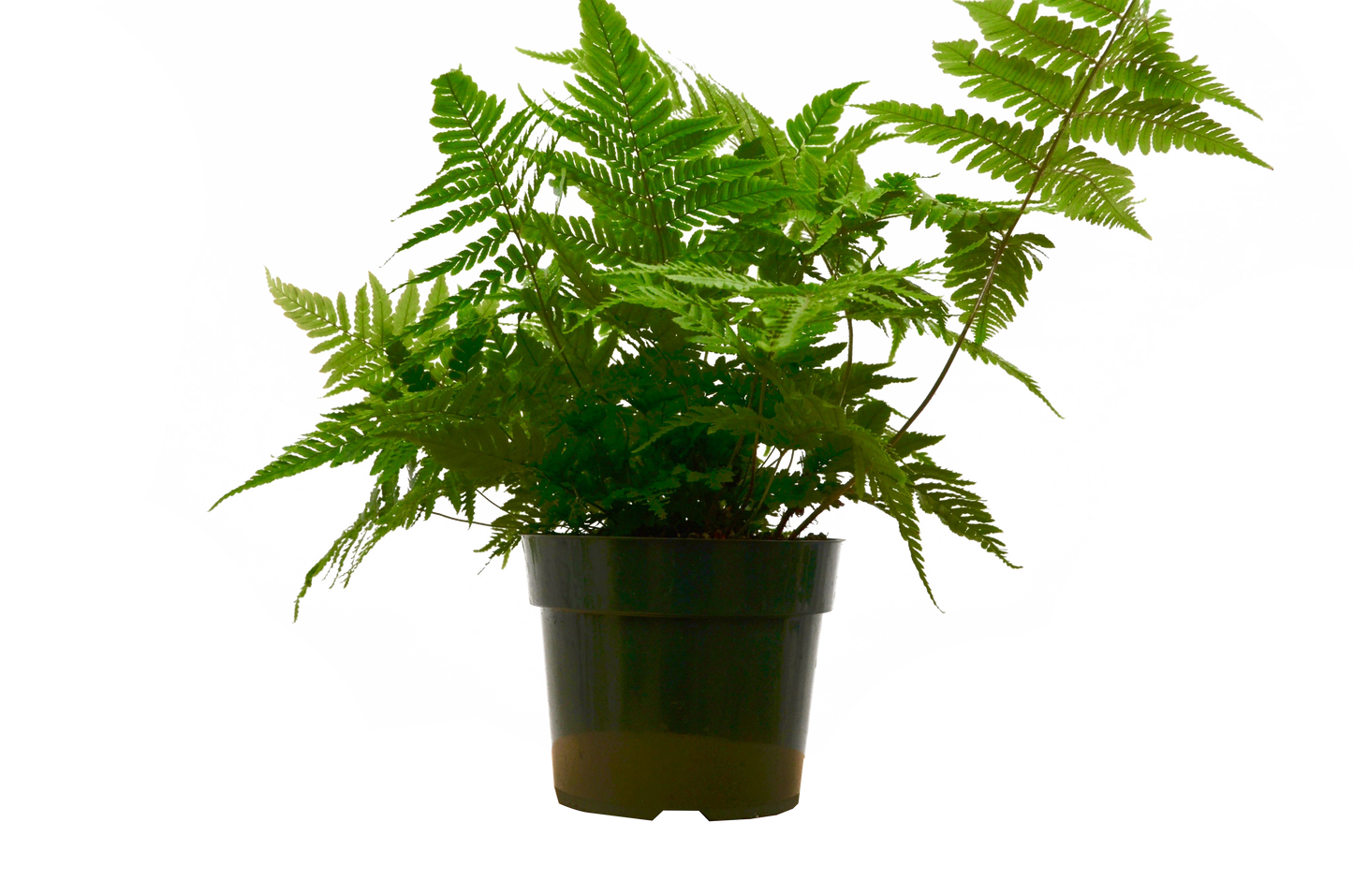 Autumn' Fern - 6" Pot - NURSERY POT ONLY - One Beleaf Away Plant Studio