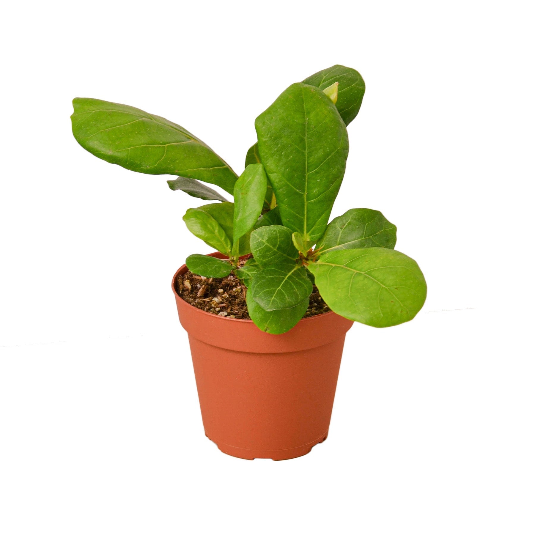 fiddle leaf fig nursery near me The Snobby Leaf | Ficus Lyrata 'Fiddle Leaf Fig' - 4 inch Nursery Pot