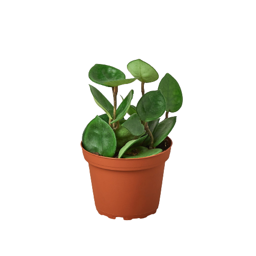 Hoya Carnosa 'Chelsea' - 4" Pot - NURSERY POT ONLY - One Beleaf Away Plant Studio
