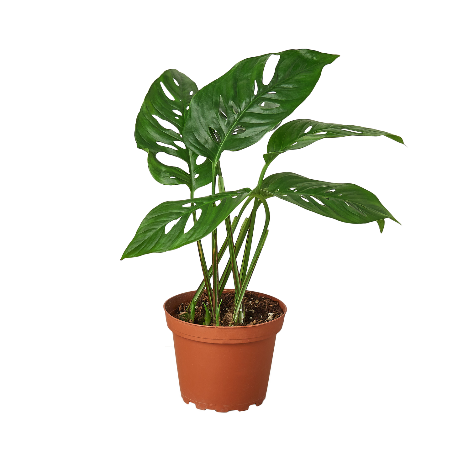 Monstera Adansonii 'Swiss Cheese' - 4" Pot - NURSERY POT ONLY - One Beleaf Away Plant Studio