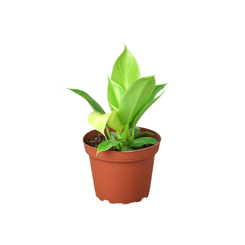 philodendron nursery The Snobby Leaf | Philodendron 'Moonlight' - 4 inch Pot