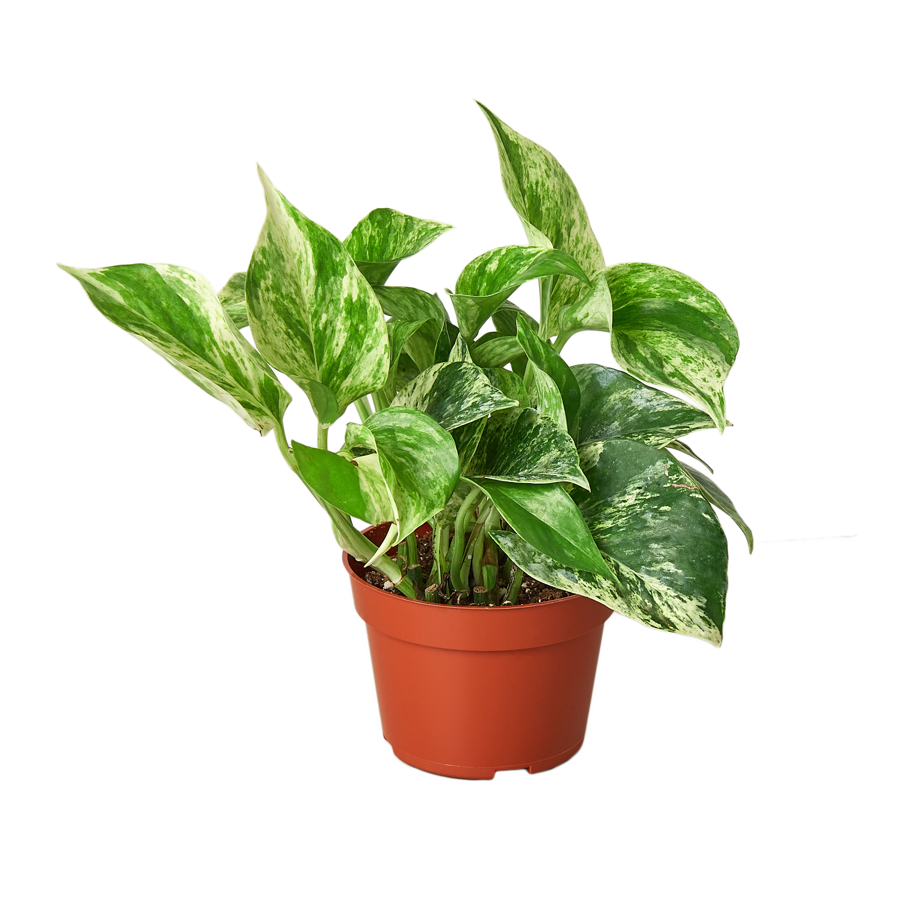 snow queen pothos near me The Snobby Leaf | Pothos 'Marble Queen' - 4 inch Pot