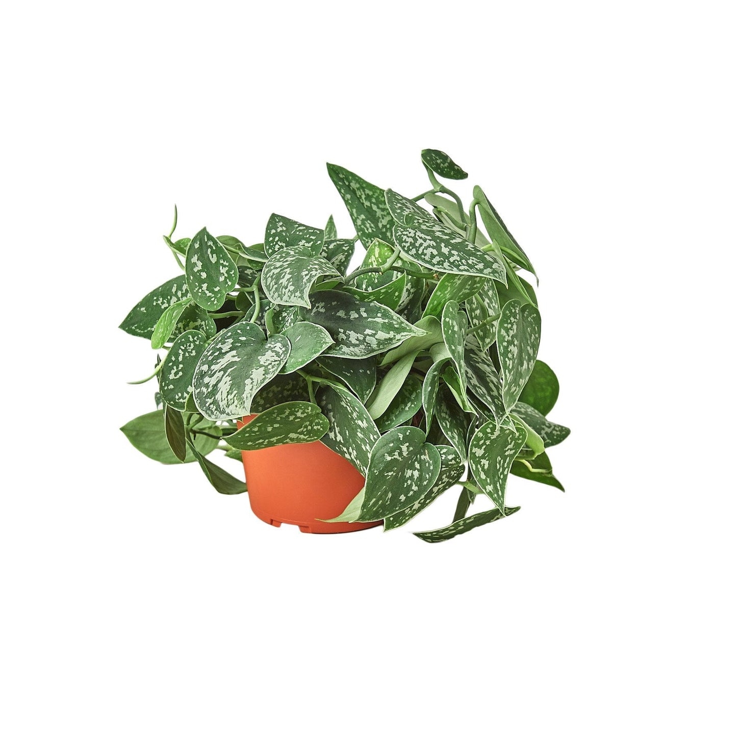 Pothos 'Satin' - 6" Pot - NURSERY POT ONLY - One Beleaf Away Plant Studio