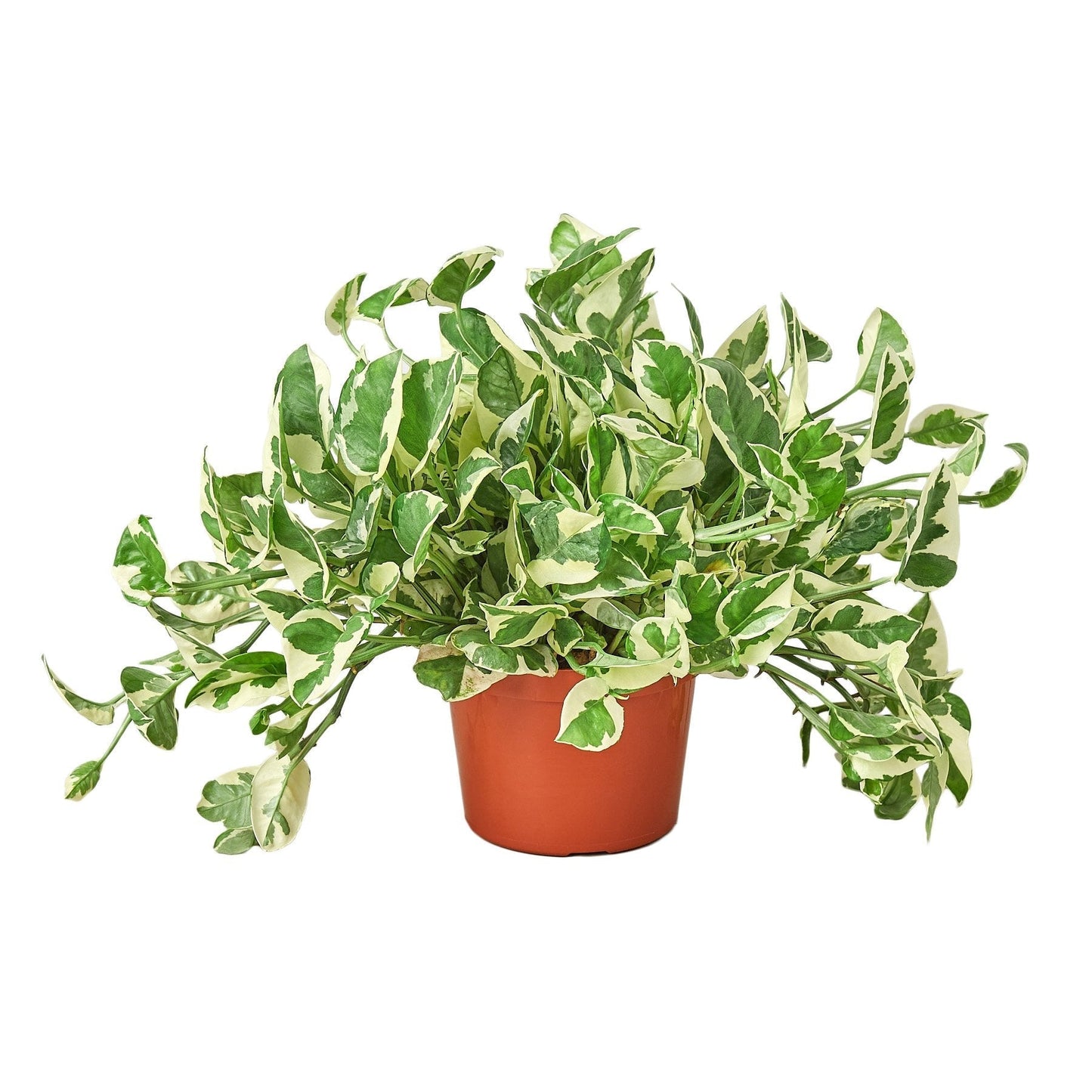 Pothos 'N'joy' - 6" Pot - NURSERY POT ONLY - One Beleaf Away Plant Studio