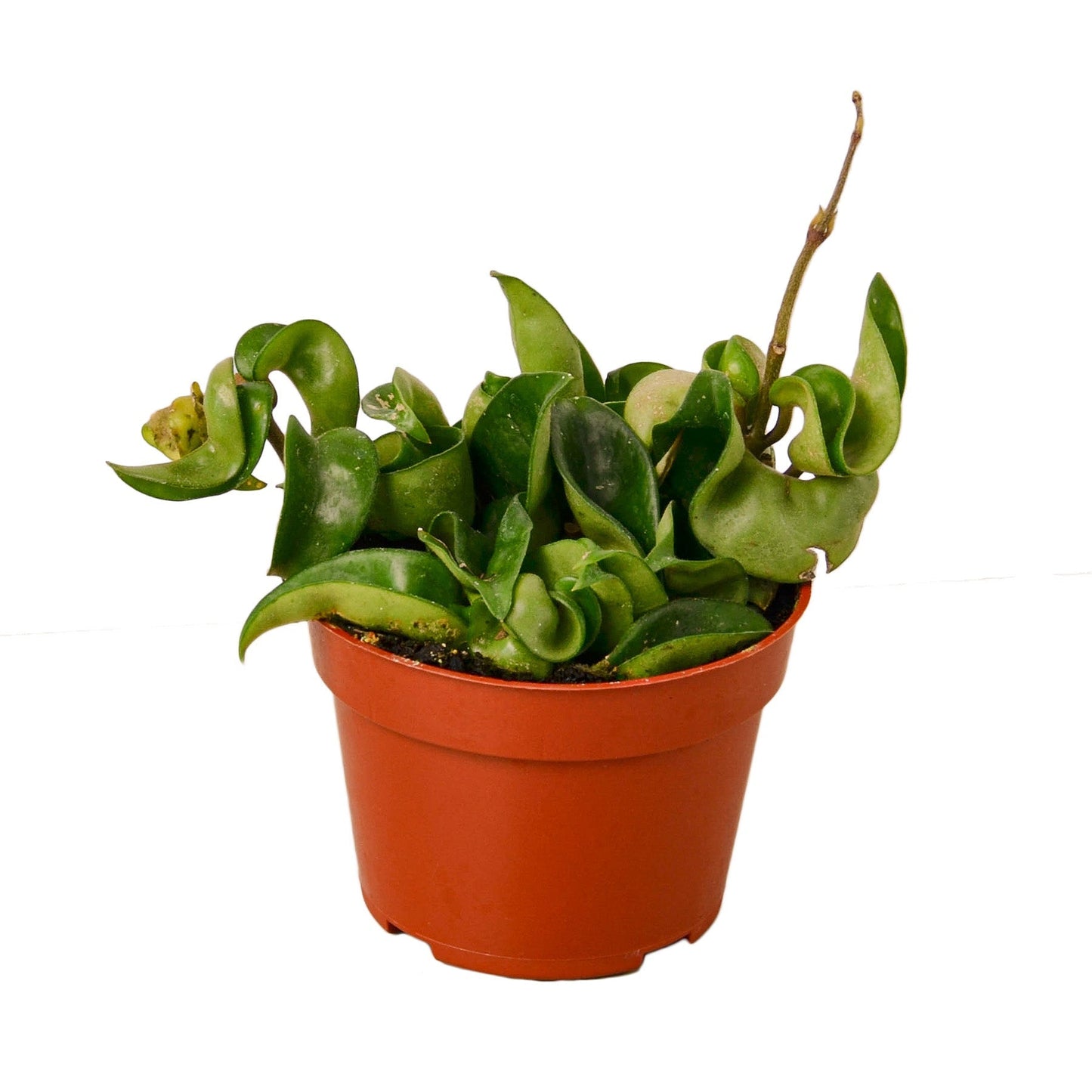 Hoya Rope Plant - 4" Pot - NURSERY POT ONLY - One Beleaf Away Plant Studio