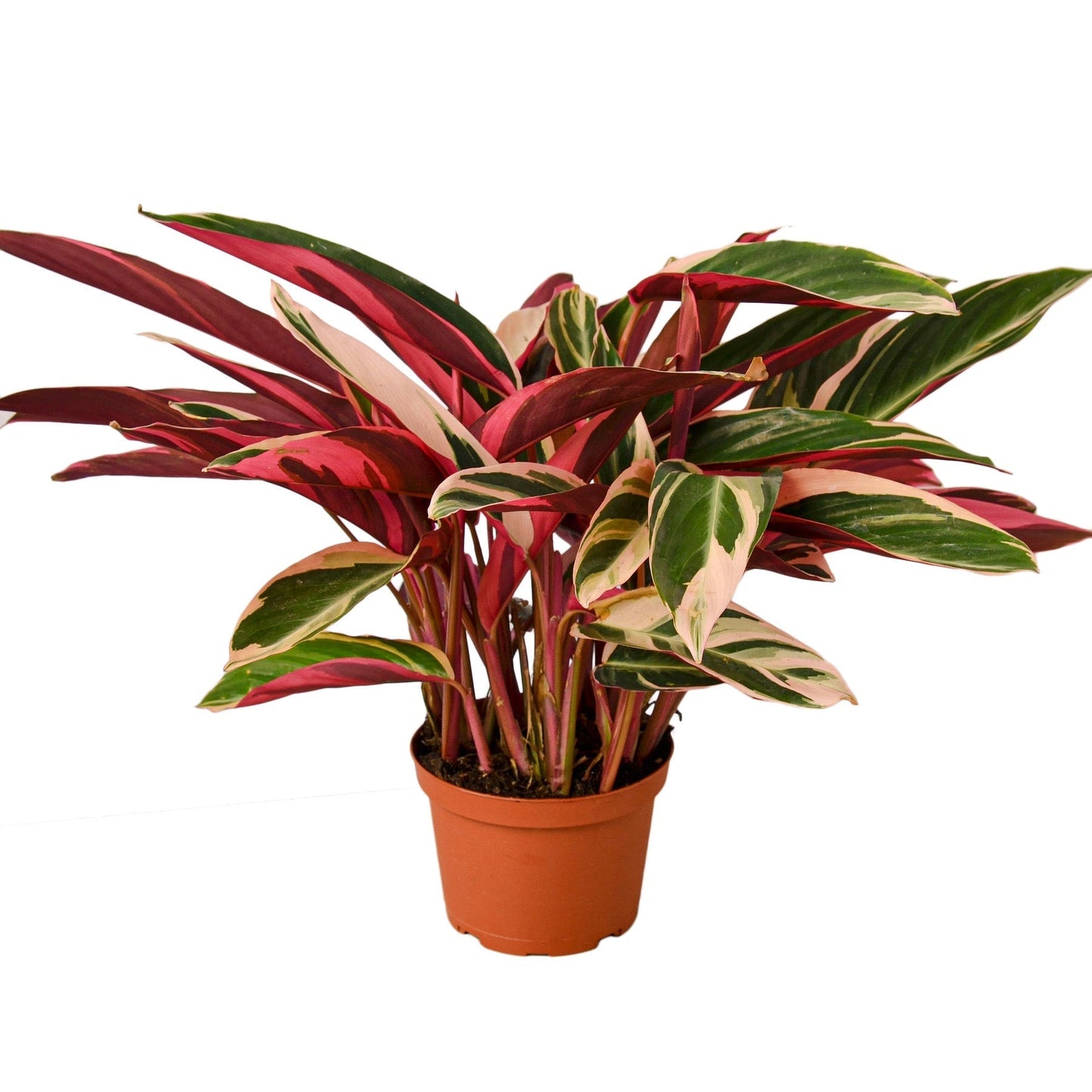 Stromanthe Triostar - 6" Pot - NURSERY POT ONLY - One Beleaf Away Plant Studio