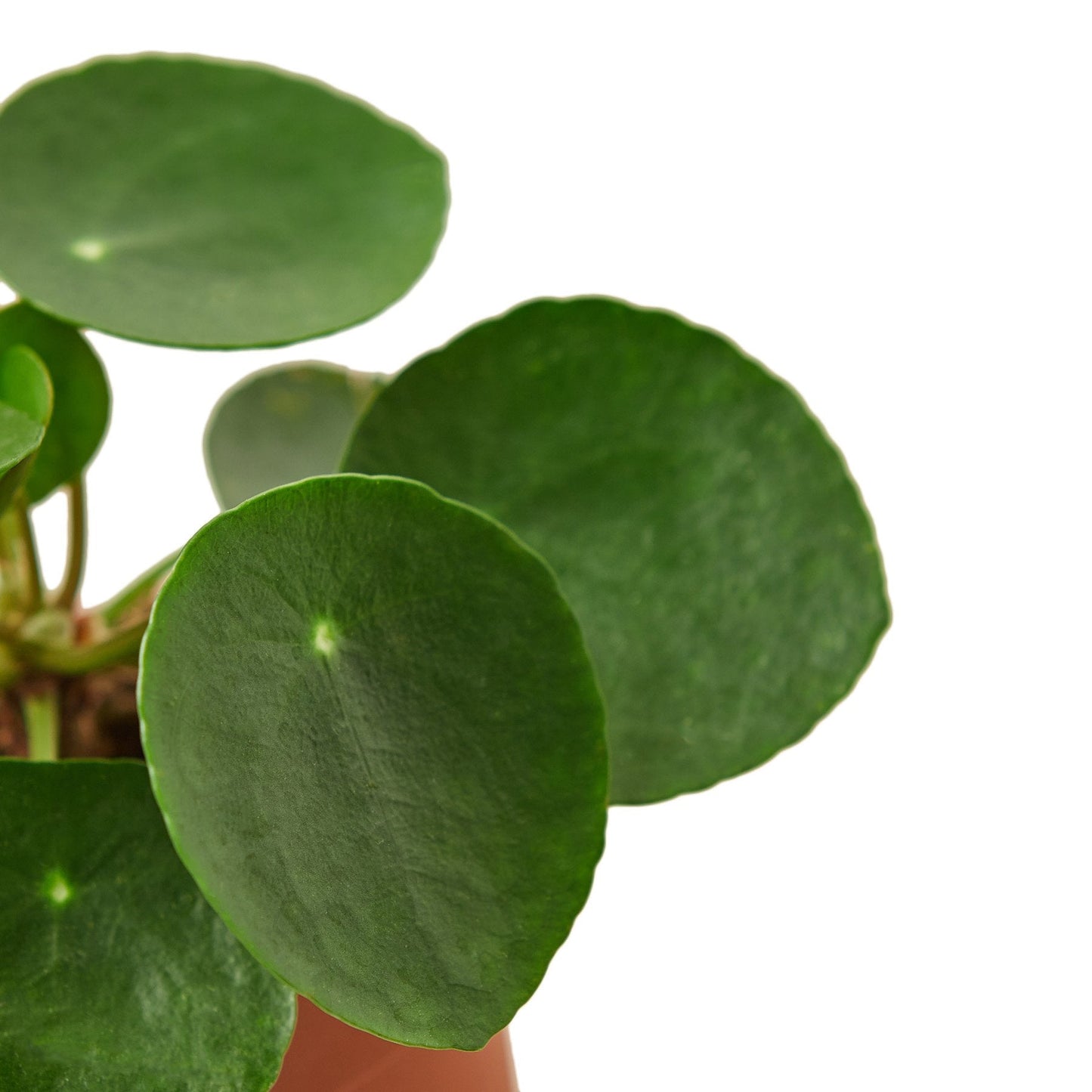 Pilea Peperomioides 'Chinese Money' - 6" Pot - NURSERY POT ONLY - One Beleaf Away Plant Studio