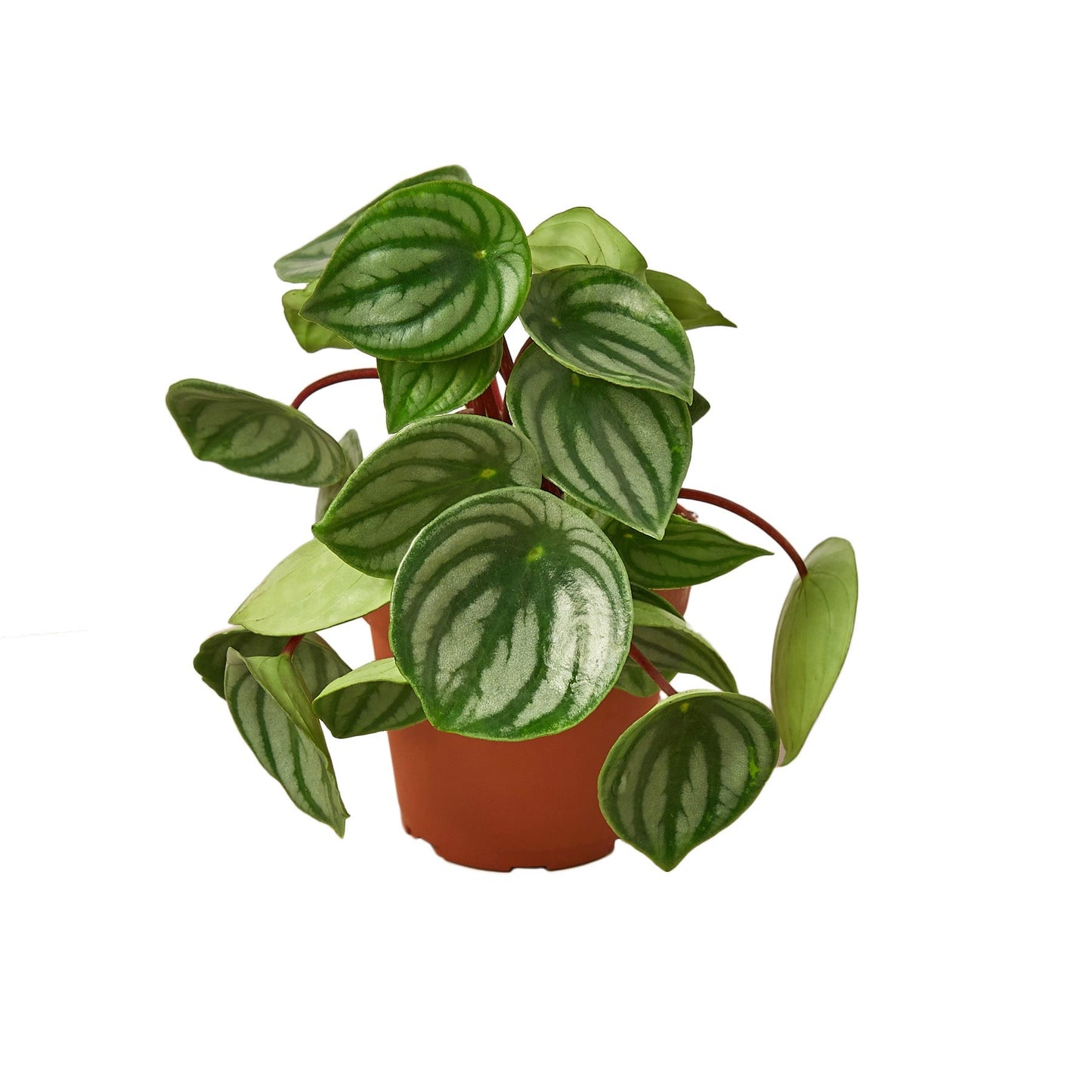 Peperomia Watermelon - 4" Pot - NURSERY POT ONLY - One Beleaf Away Plant Studio