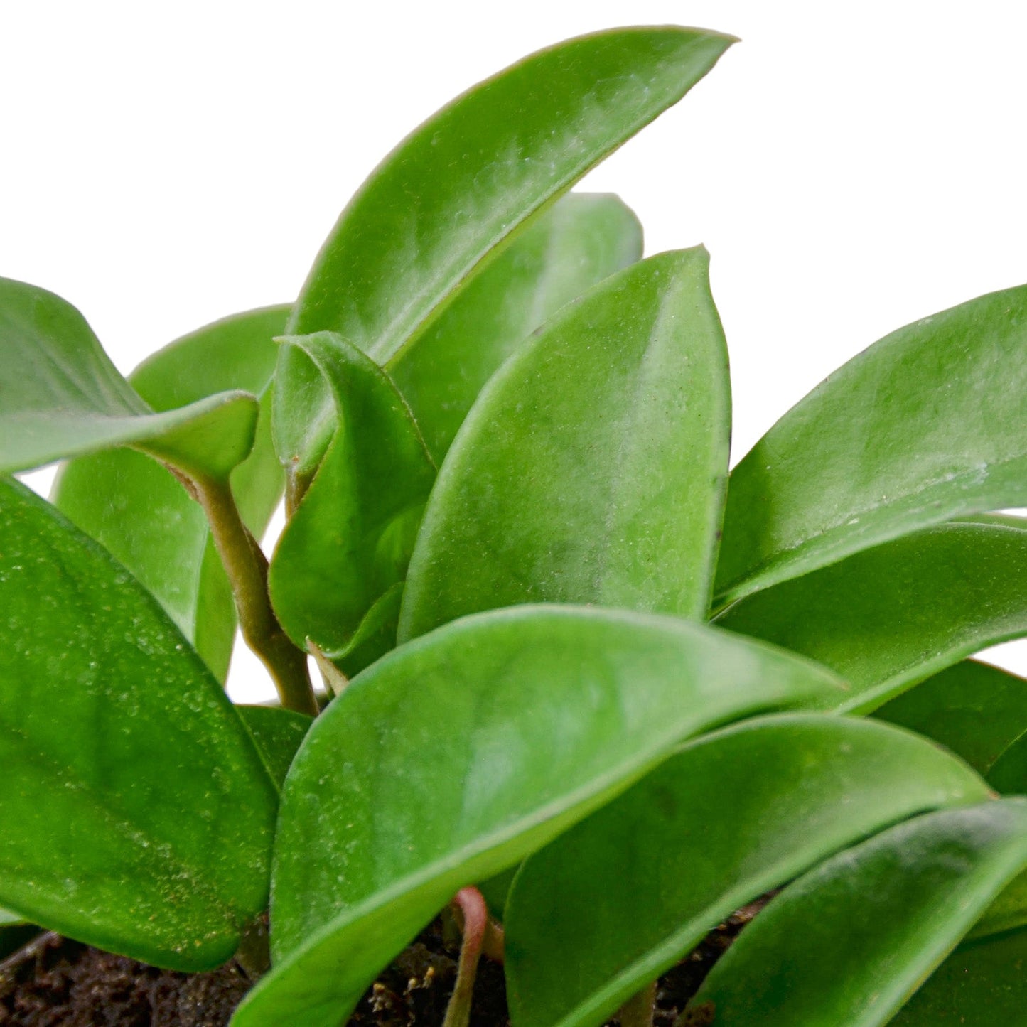 Hoya Carnosa - 6" Pot - NURSERY POT ONLY - One Beleaf Away Plant Studio
