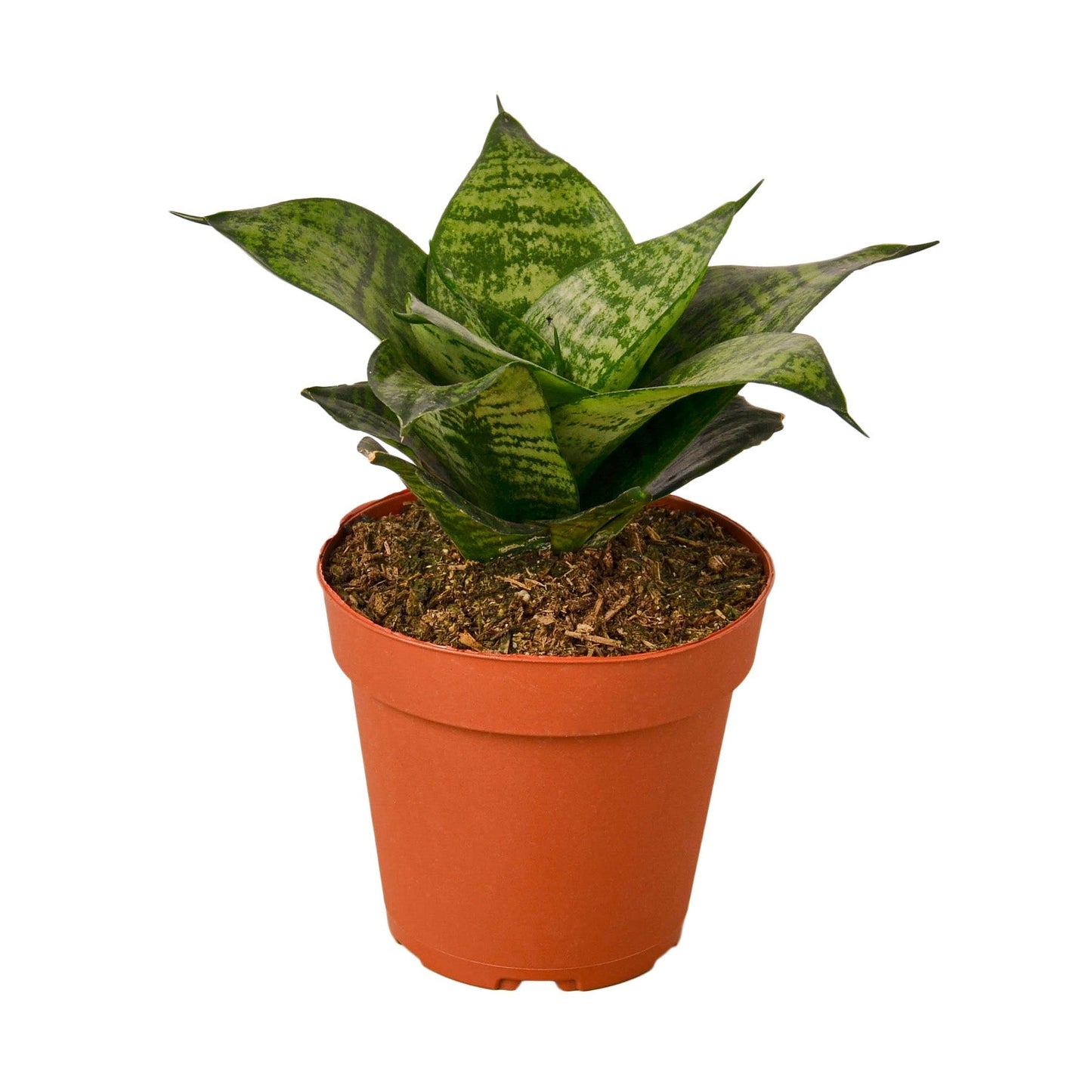 Snake Plant Black Robusta - 4" Pot - NURSERY POT ONLY - One Beleaf Away Plant Studio