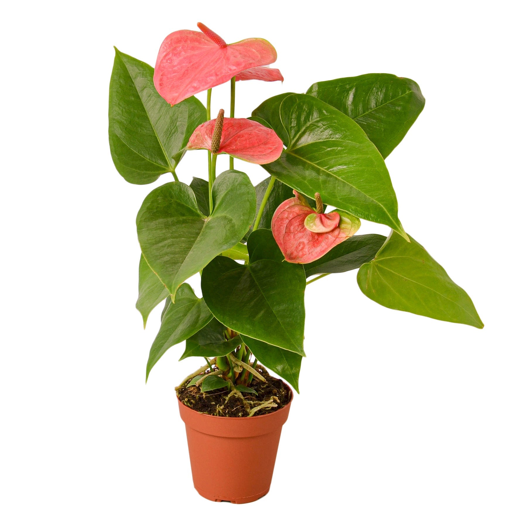 anthurium 4 potted Pink Anthurium Live Plant, 4" Pot
