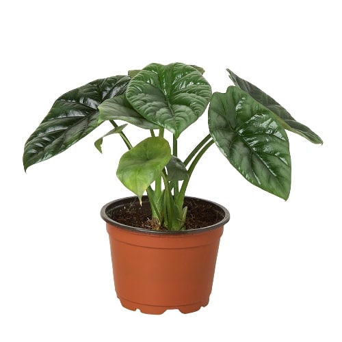 alocasia philodendron Philodendron 'Dragon Tail' | Indoor Plant | Tropical Plant