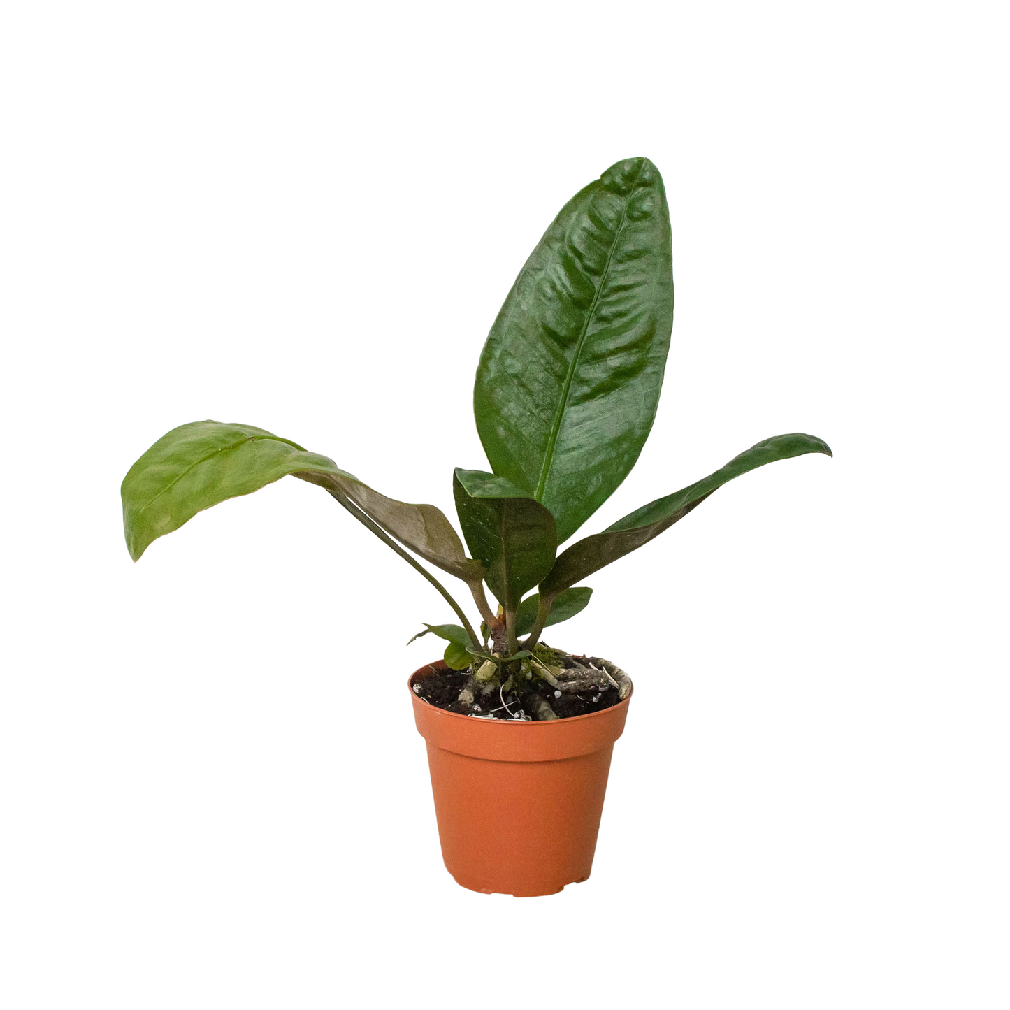 Anthurium 'Superbum' - One Beleaf Away Plant Studio