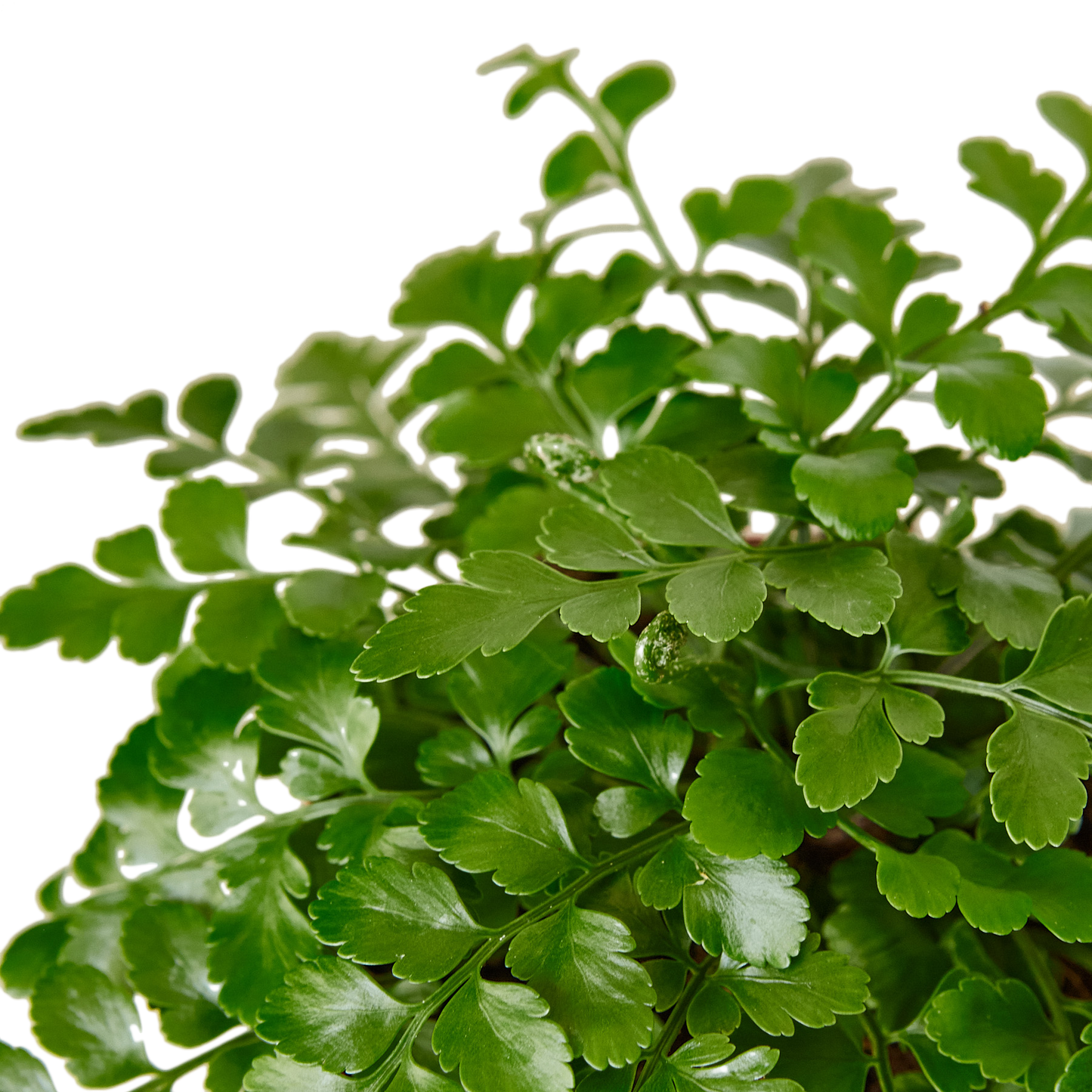 Austral Gem Fern - 6" Pot - NURSERY POT ONLY - One Beleaf Away Plant Studio