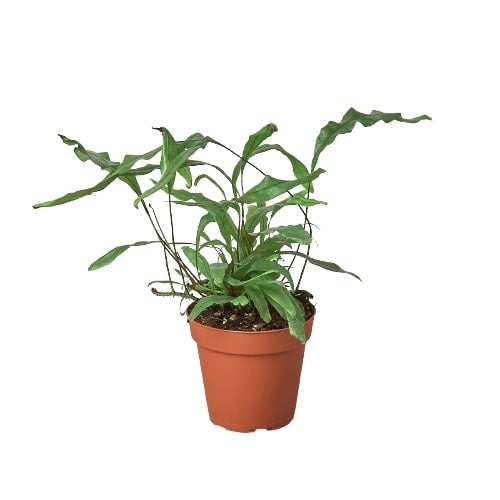 Fern 'Kangaroo Paw' - 4" Pot - NURSERY POT ONLY - One Beleaf Away Plant Studio