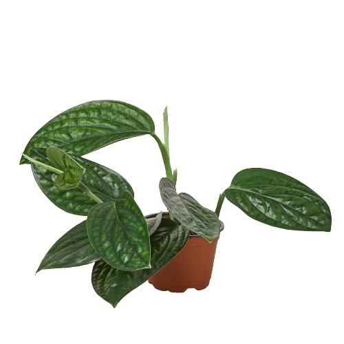 dragon tail monstera plant The Snobby Leaf | Monstera 'Peru' - 4 inch Pot