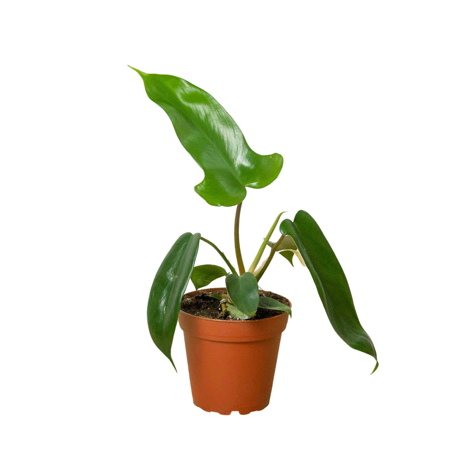 indoor tropical plants florida The Snobby Leaf | Philodendron 'Florida Green' - 4 inch Pot