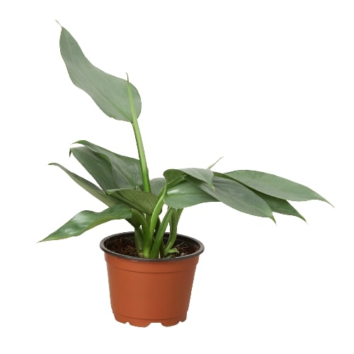 dragon tail indoor plant Philodendron 'Silver Sword'