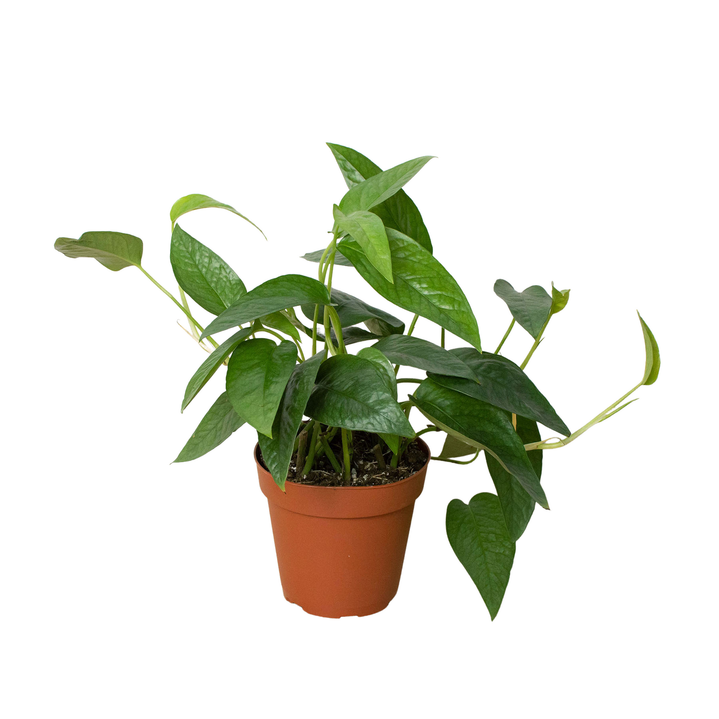 Pothos 'Cebu Blue' - One Beleaf Away Plant Studio