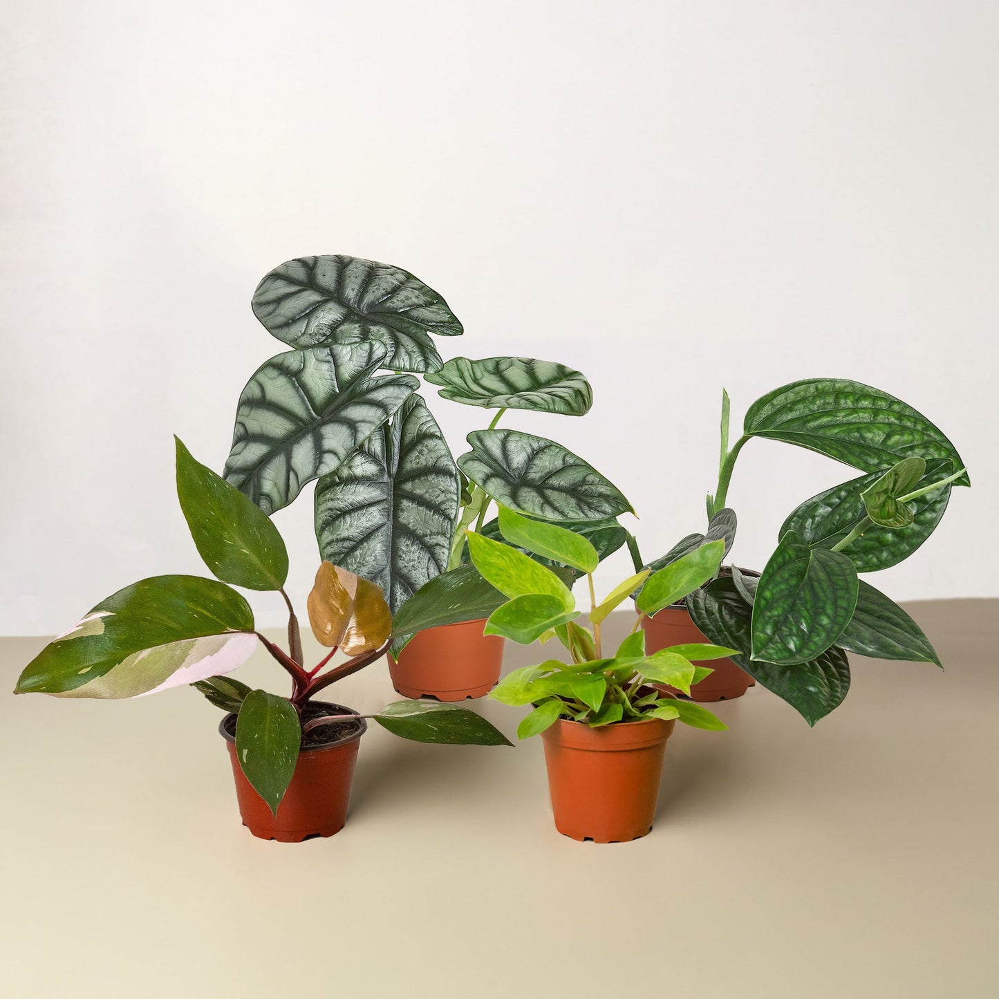 Rare Plant Bundle - One Beleaf Away Plant Studio