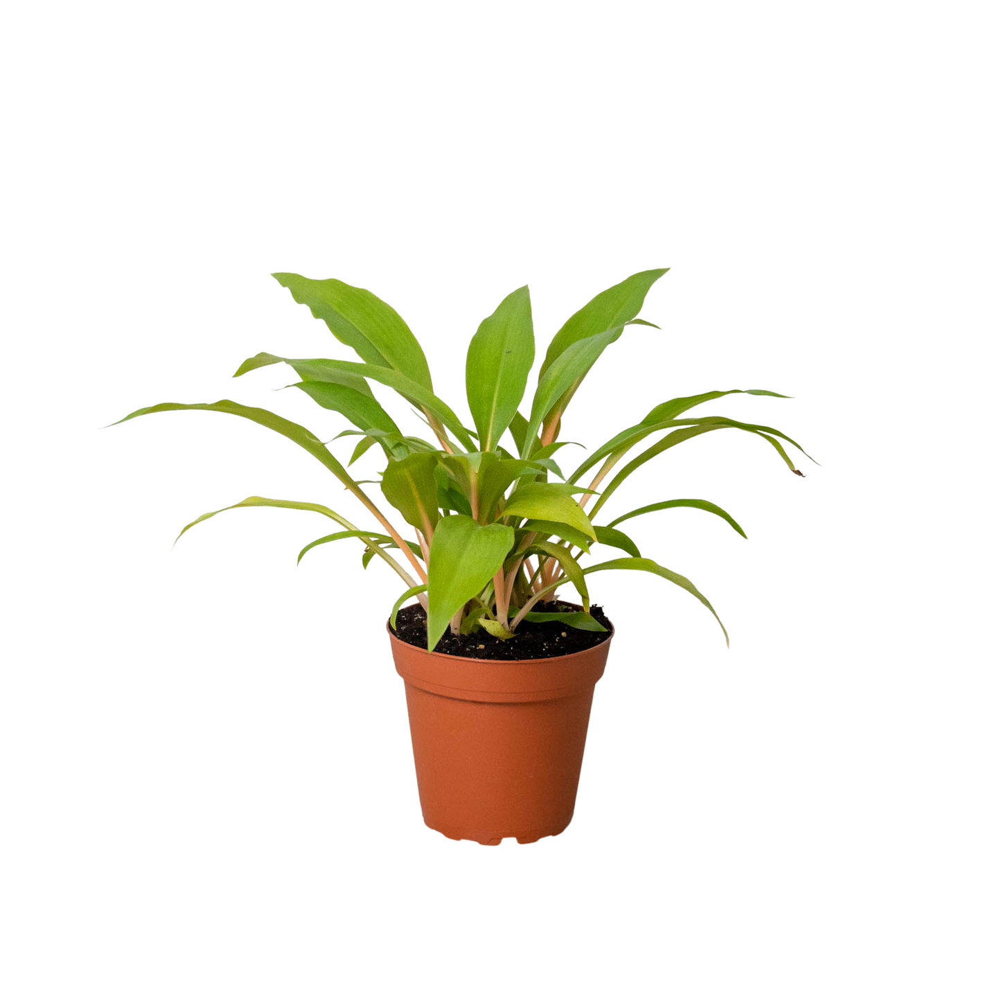 Spider Plant 'Fire Flash' - One Beleaf Away Plant Studio