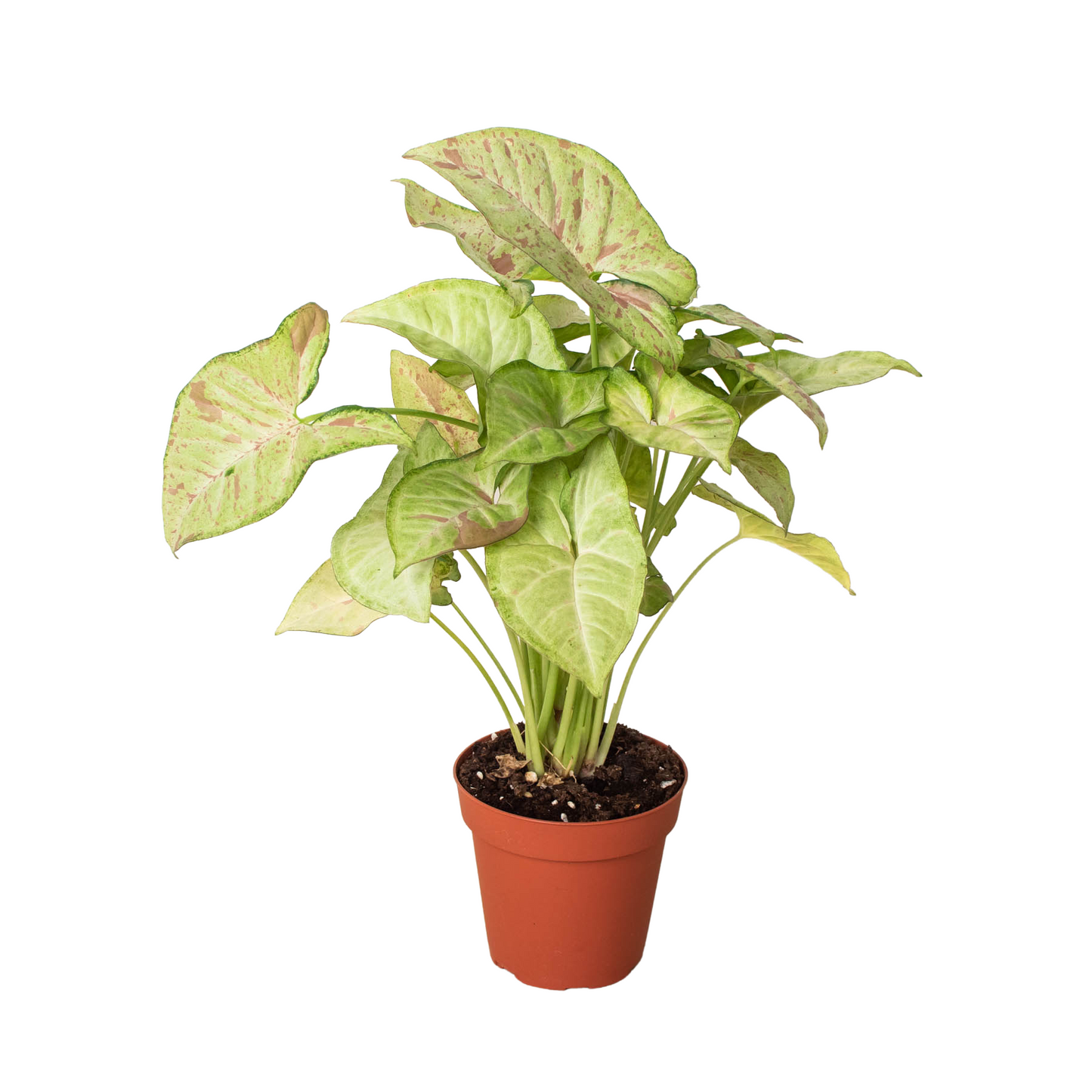 Syngonium 'Confetti' - One Beleaf Away Plant Studio