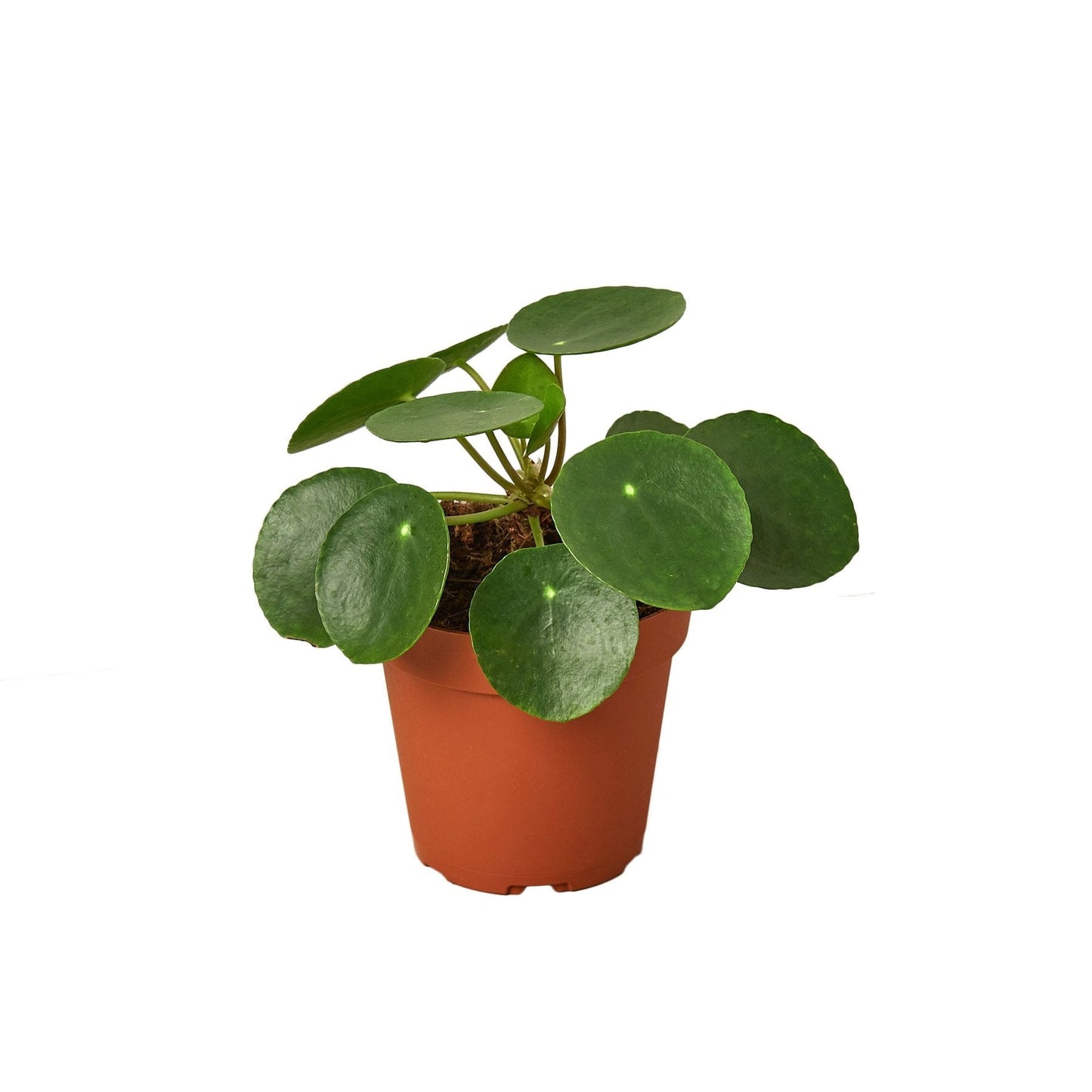 Pilea Peperomioides 'Chinese Money' - 4" Pot - NURSERY POT - One Beleaf Away Plant Studio