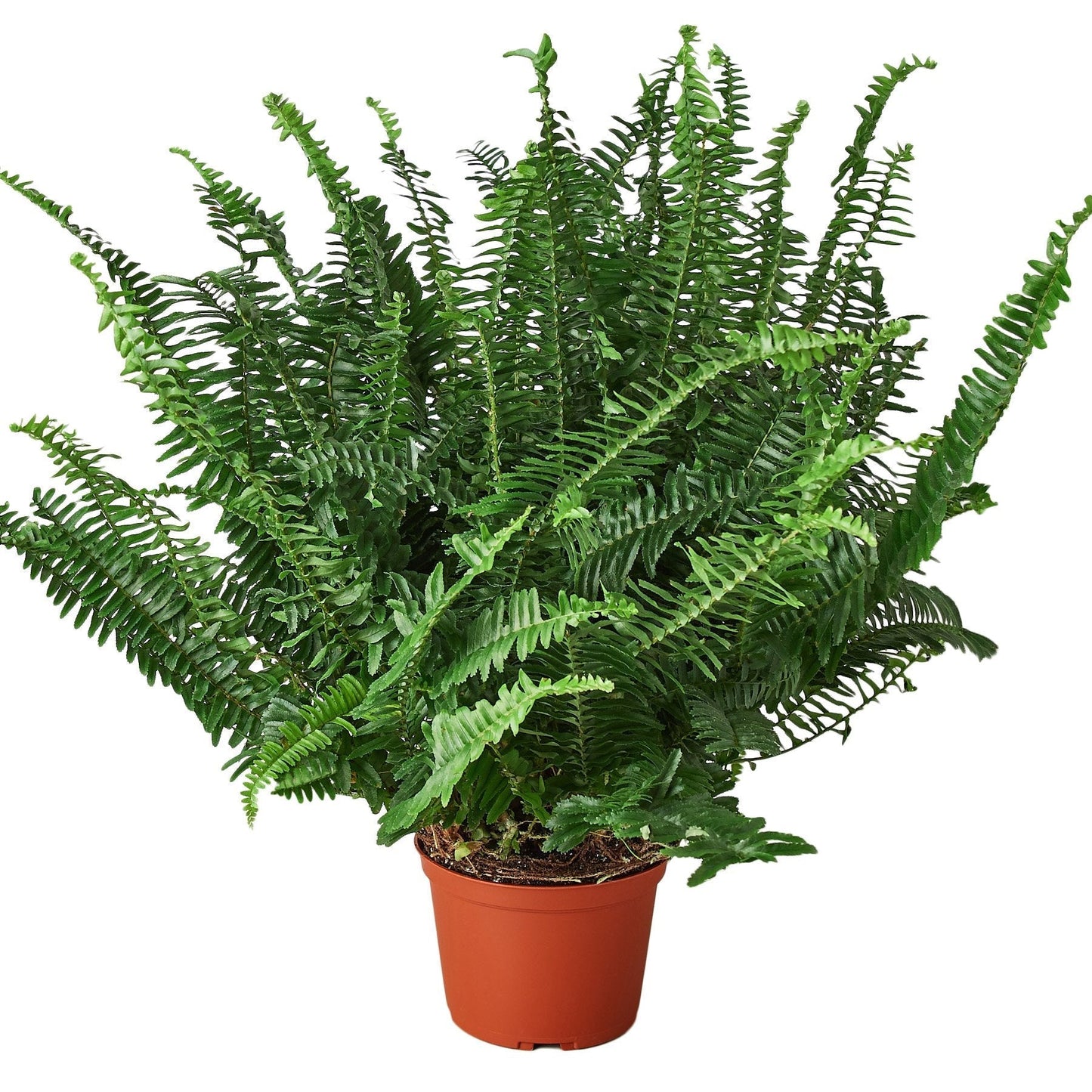 Jester's Crown Fern - 6" - NURSERY POT ONLY - One Beleaf Away Plant Studio