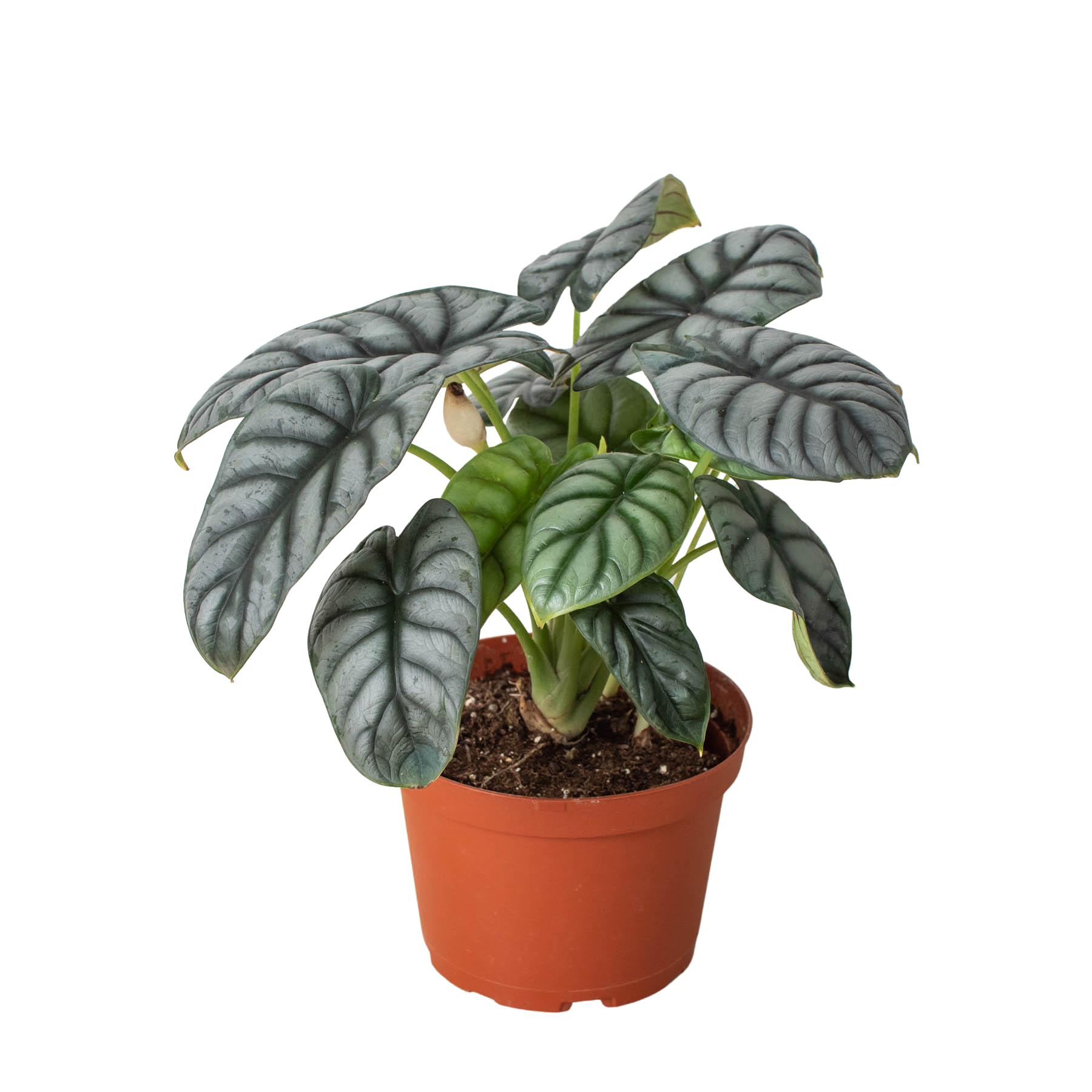 dragon tail plant indoor Philodendron 'Dragon Tail' | Indoor Plant | Tropical Plant