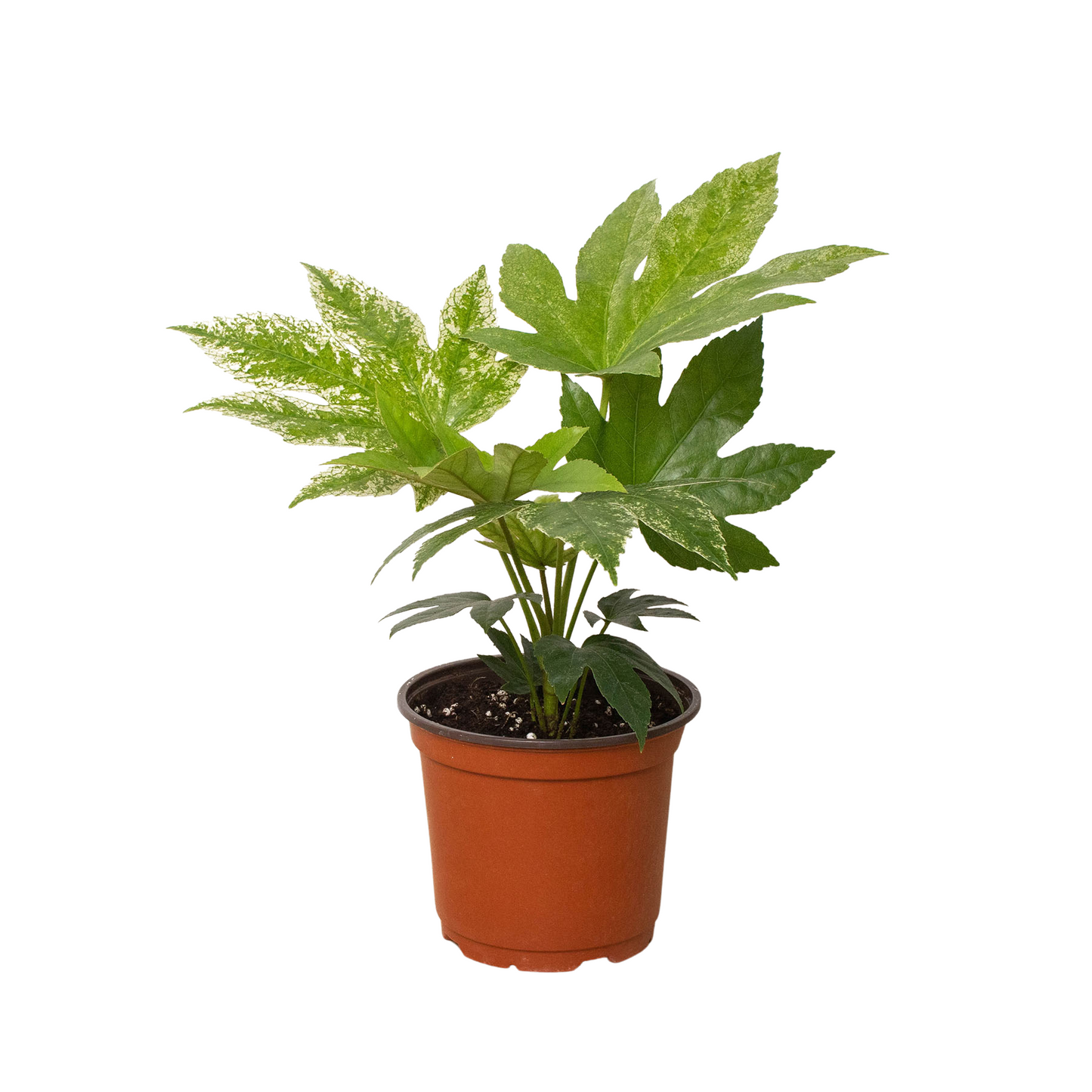 Fatsia 'Spider's Web' - One Beleaf Away Plant Studio