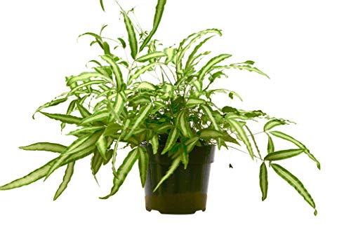 Pteris Cretica 'Albo Fern' - 6" Pot - NURSERY POT ONLY - One Beleaf Away Plant Studio
