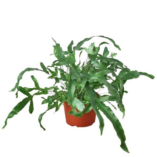 Fern 'Blue Star' - 6" Pot - NURSERY POT ONLY - One Beleaf Away Plant Studio