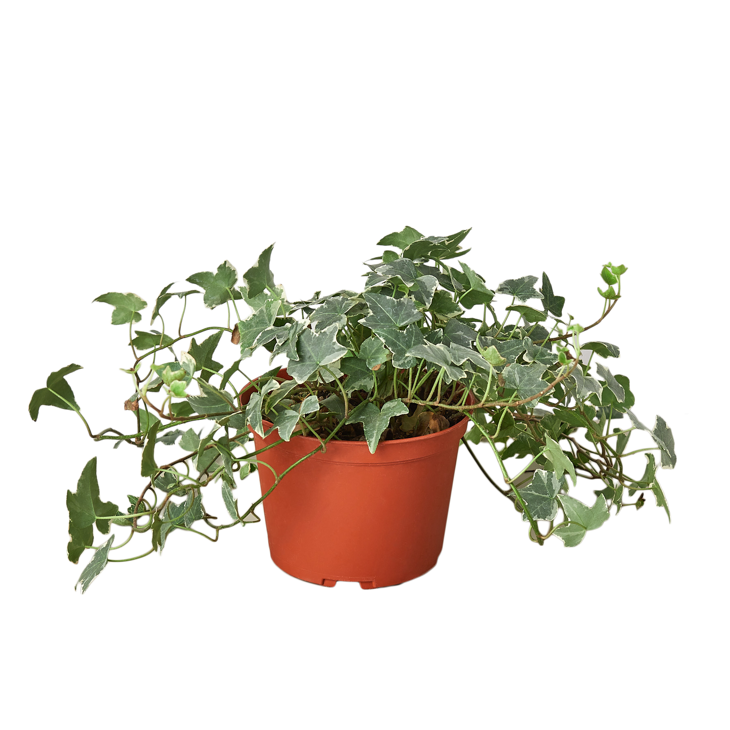 English Ivy 'Glacier' - 6" Pot - NURSERY POT ONLY - One Beleaf Away Plant Studio