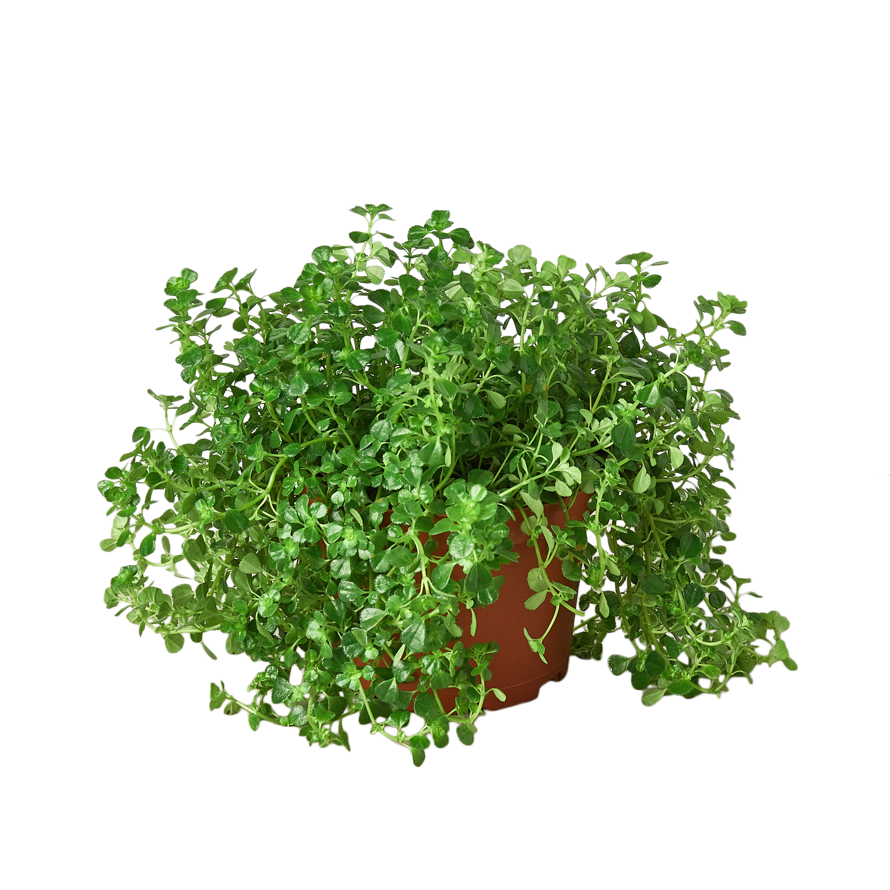 Nettle 'Baby's Tear' - 6" Pot - NURSERY POT ONLY - One Beleaf Away Plant Studio