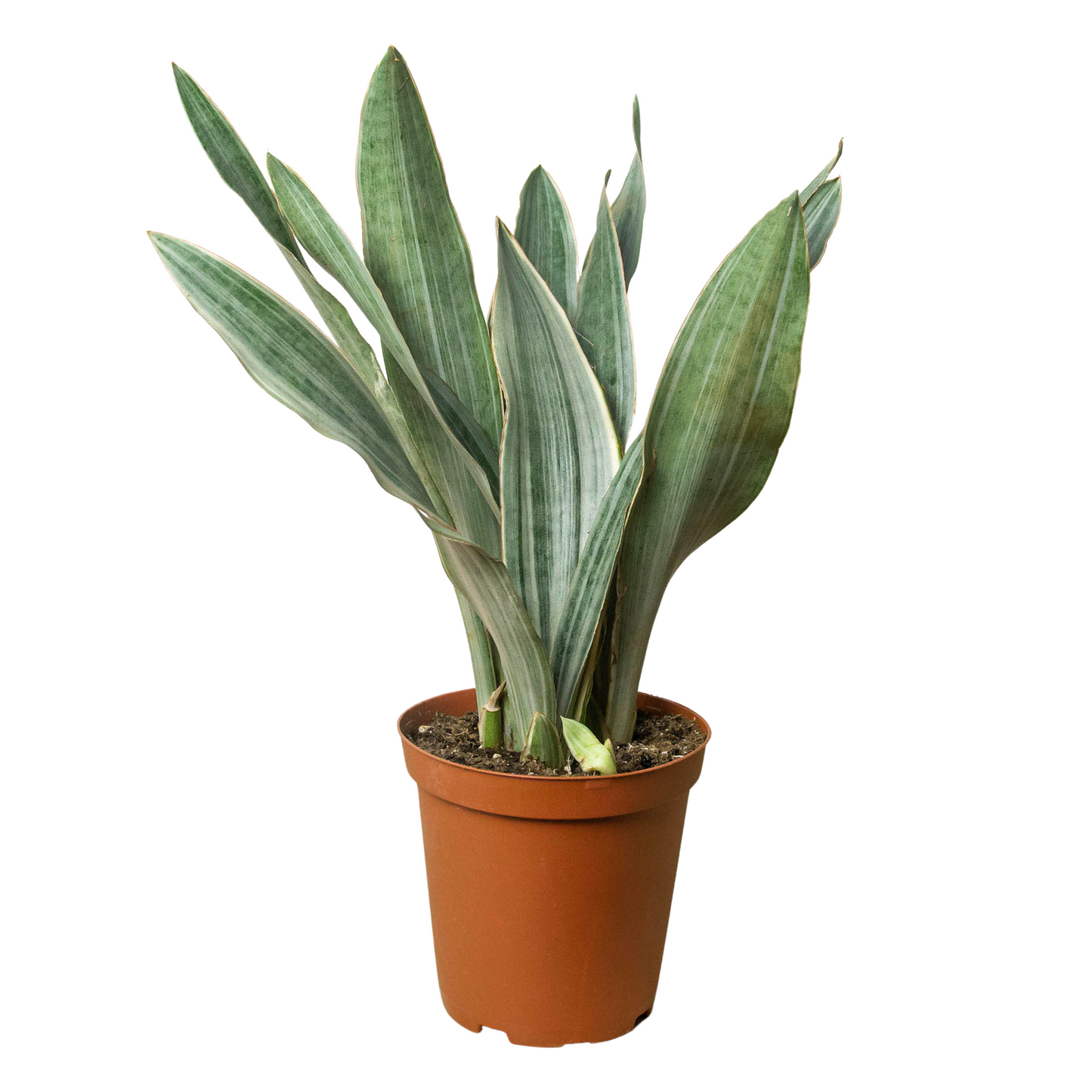 Snake Plant 'Sayuri' - One Beleaf Away Plant Studio