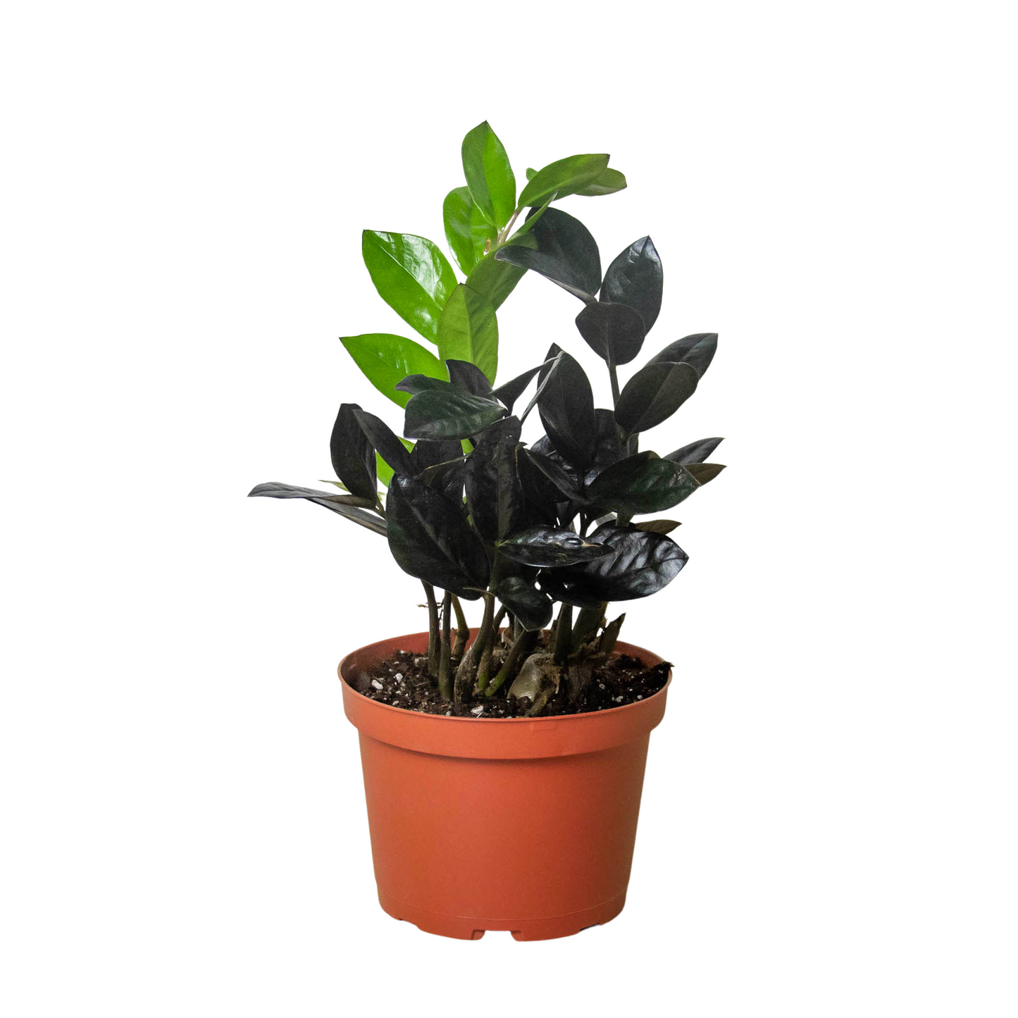 ZZ Zamioculcas 'Black Raven' - One Beleaf Away Plant Studio