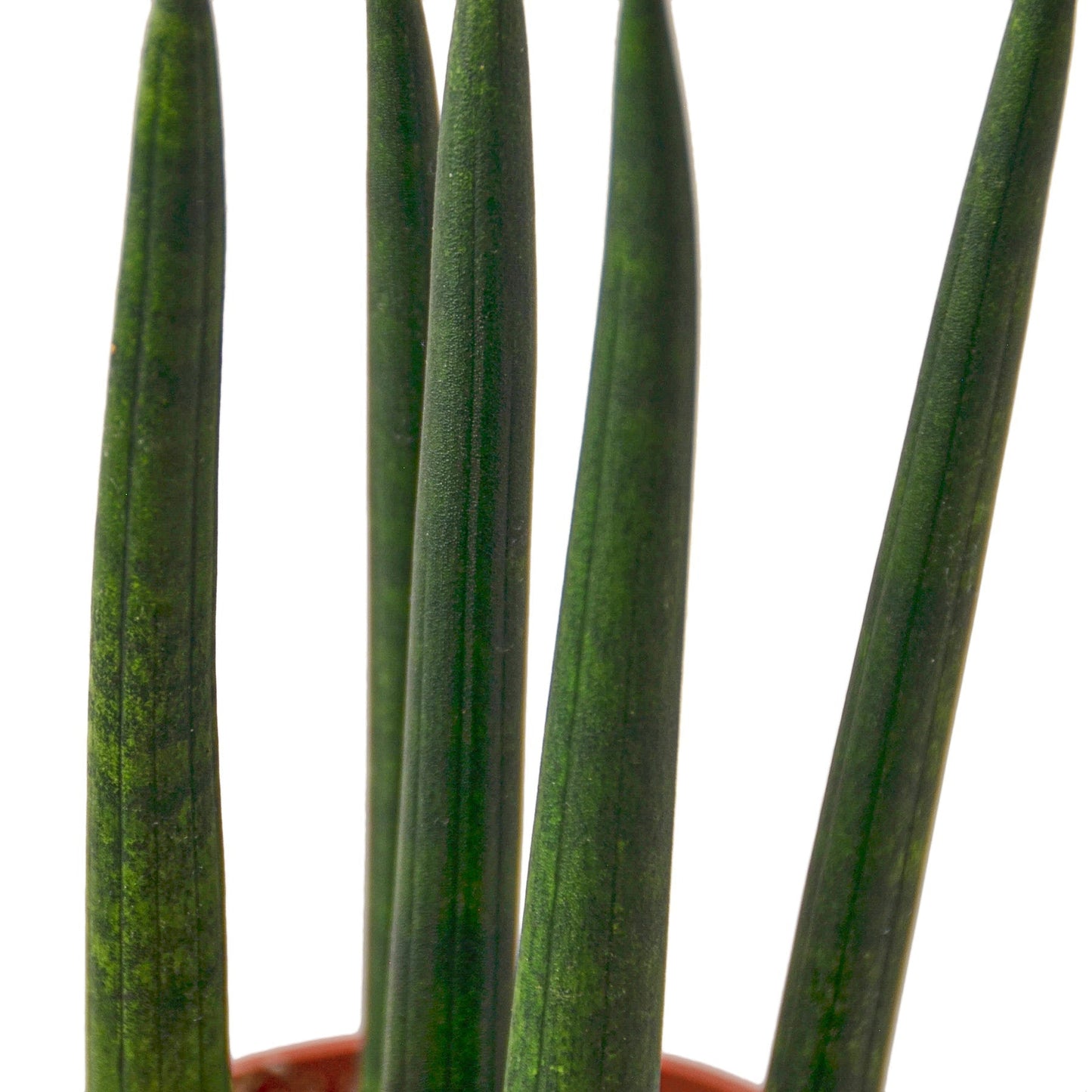 Snake Plant Cylindrica - 6" Pot - NURSERY POT ONLY - One Beleaf Away Plant Studio